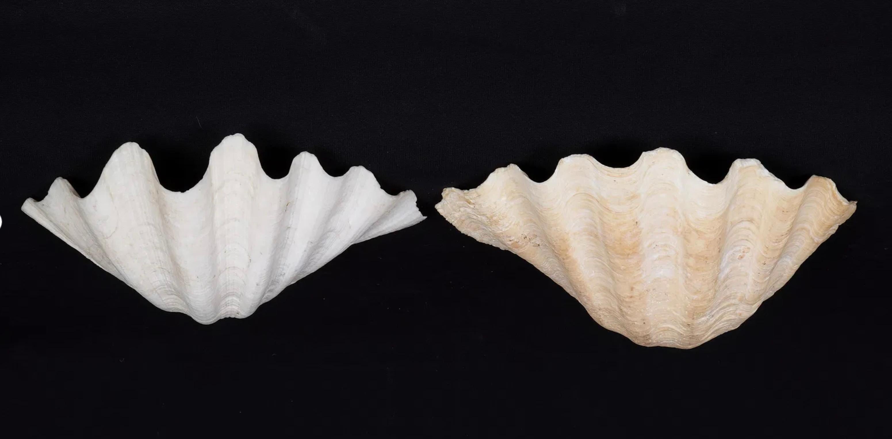 Collection'S di quattro conchiglie naturali di vongola Tridacna Gigas - Pacifico meridionale, metà del XX secolo in vendita 2