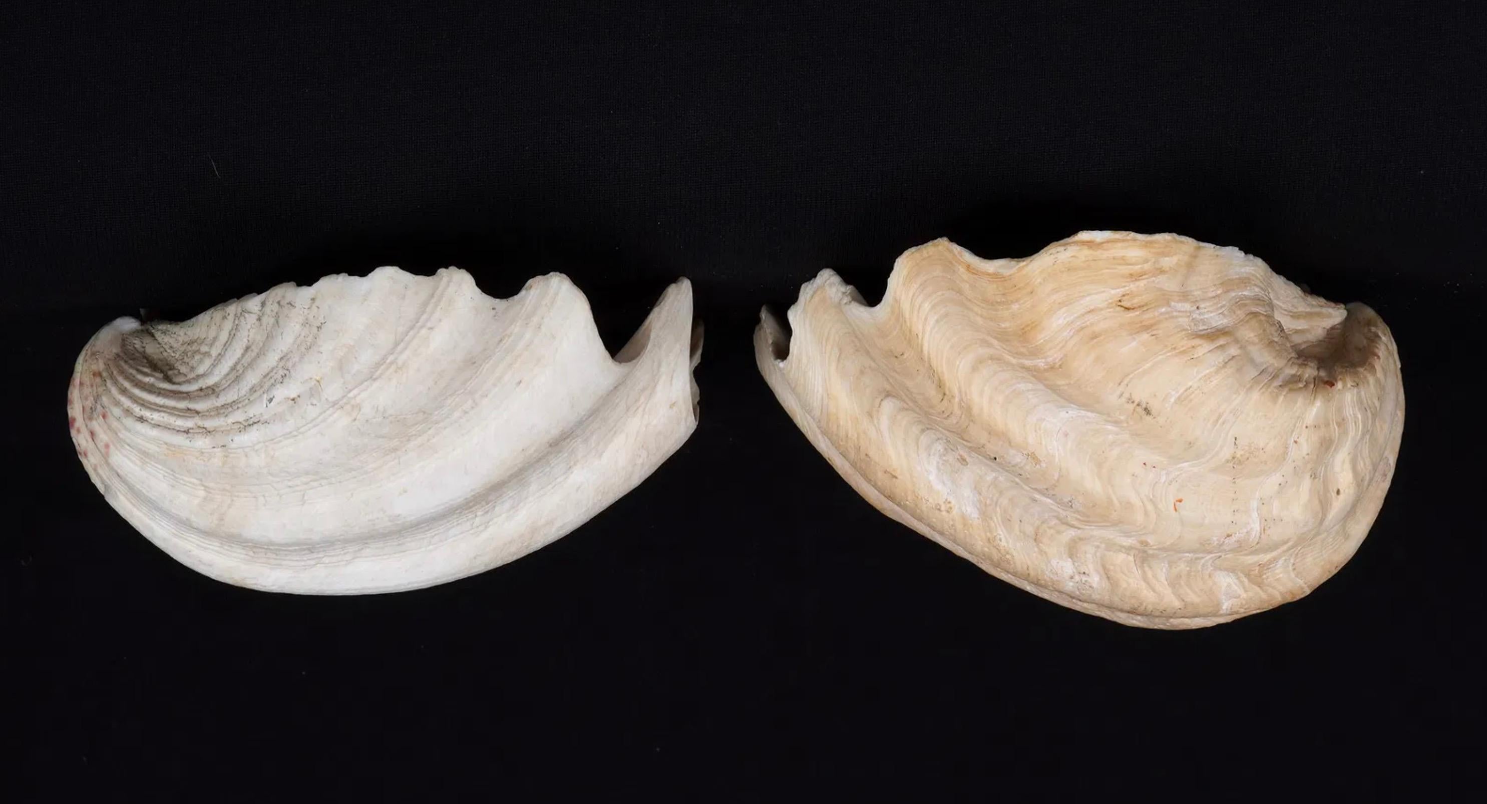 Collection'S di quattro conchiglie naturali di vongola Tridacna Gigas - Pacifico meridionale, metà del XX secolo in vendita 3