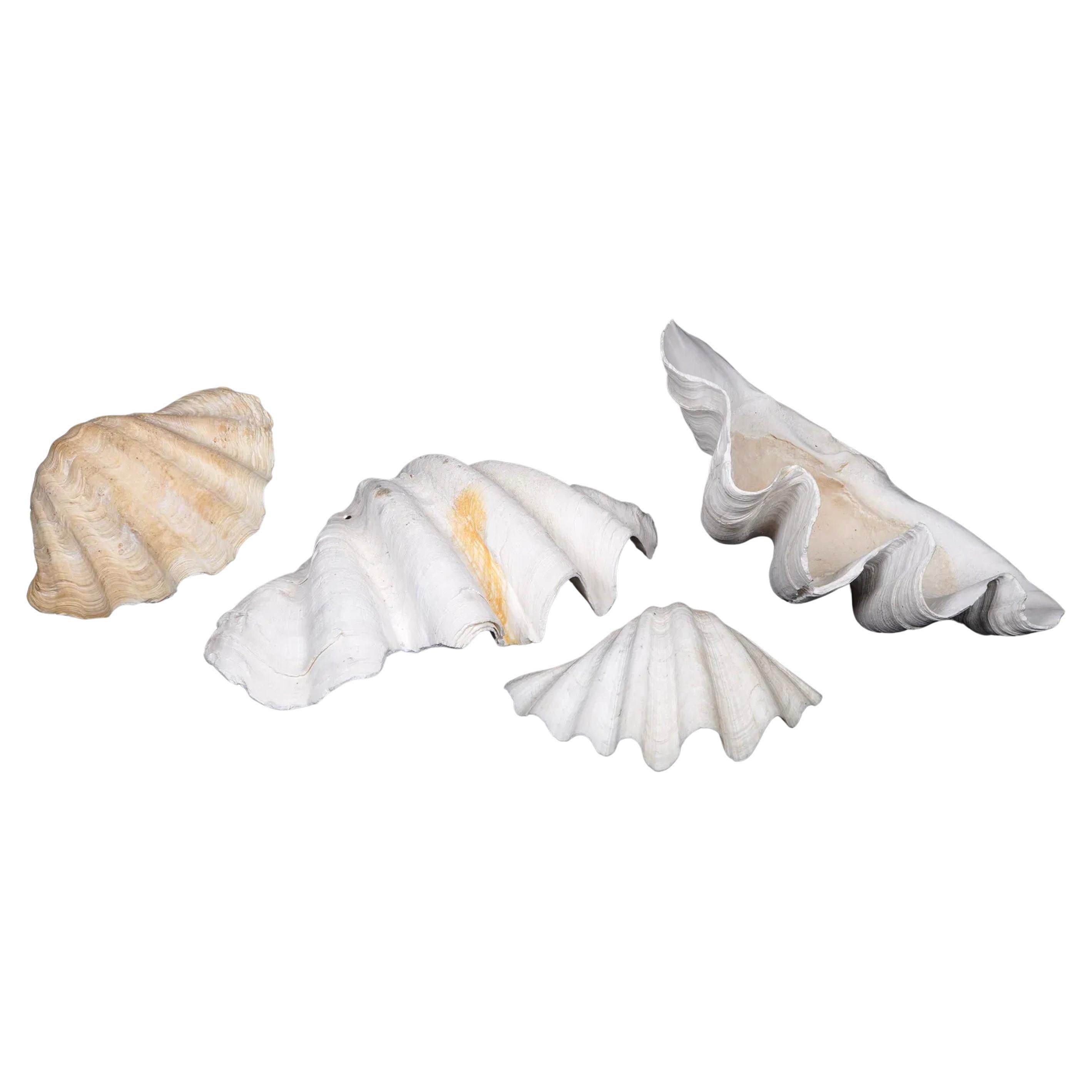 Collection'S di quattro conchiglie naturali di vongola Tridacna Gigas - Pacifico meridionale, metà del XX secolo