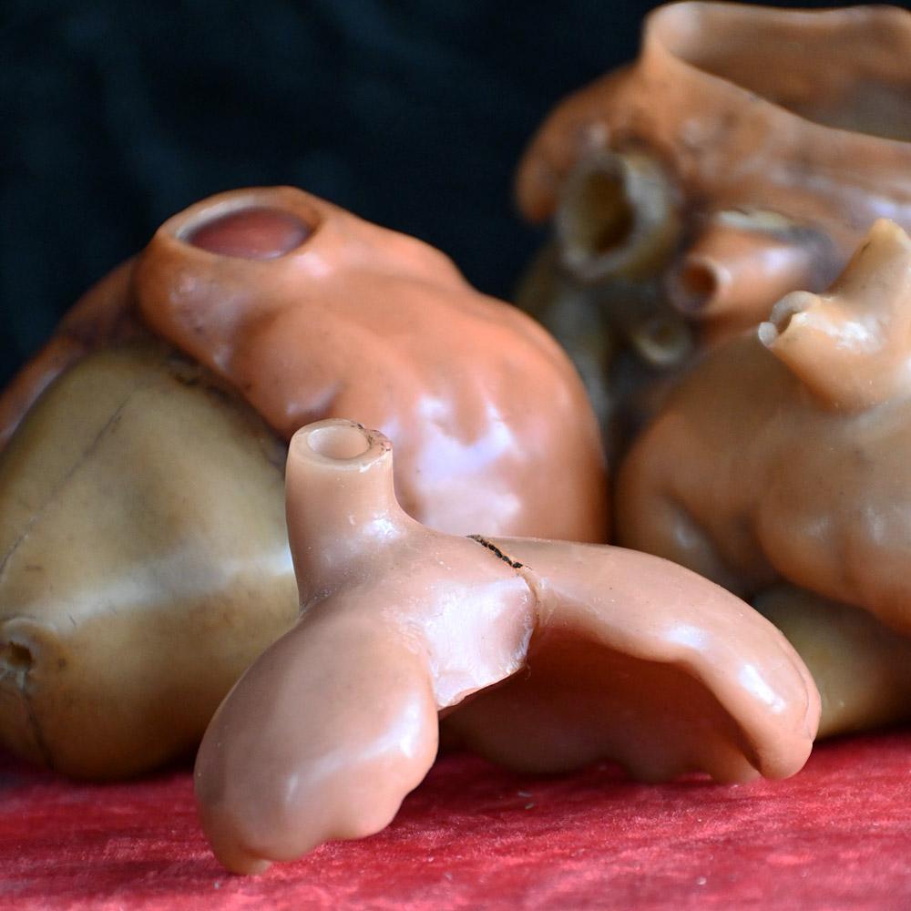 Natural Fiber Collection of Friedrich Ziegler wax model human heart development forms For Sale
