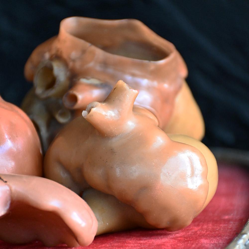 Collection of Friedrich Ziegler wax model human heart development forms For Sale 1