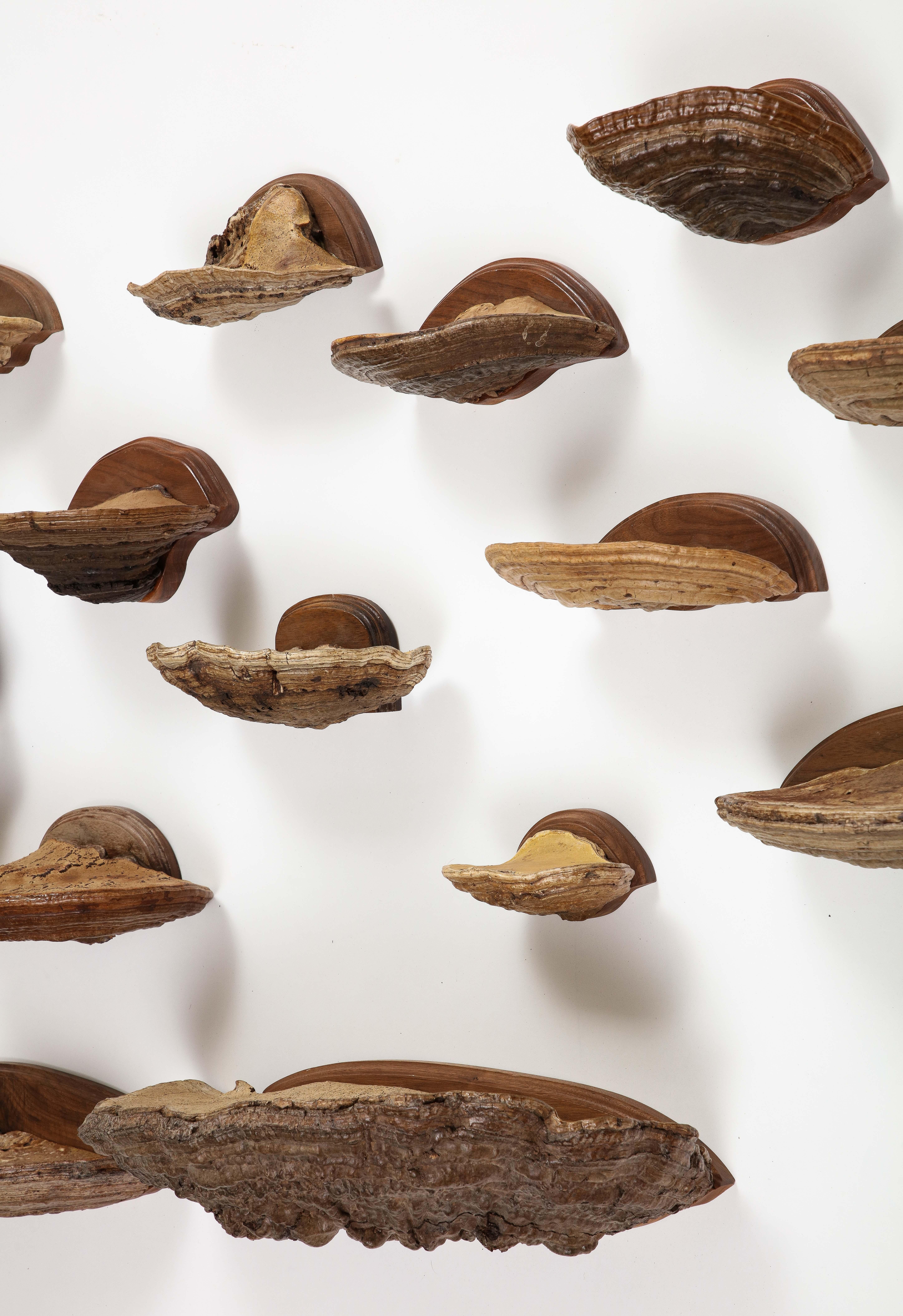 Collection of John Derian Decorative Wall-Mounted Mushrooms 7