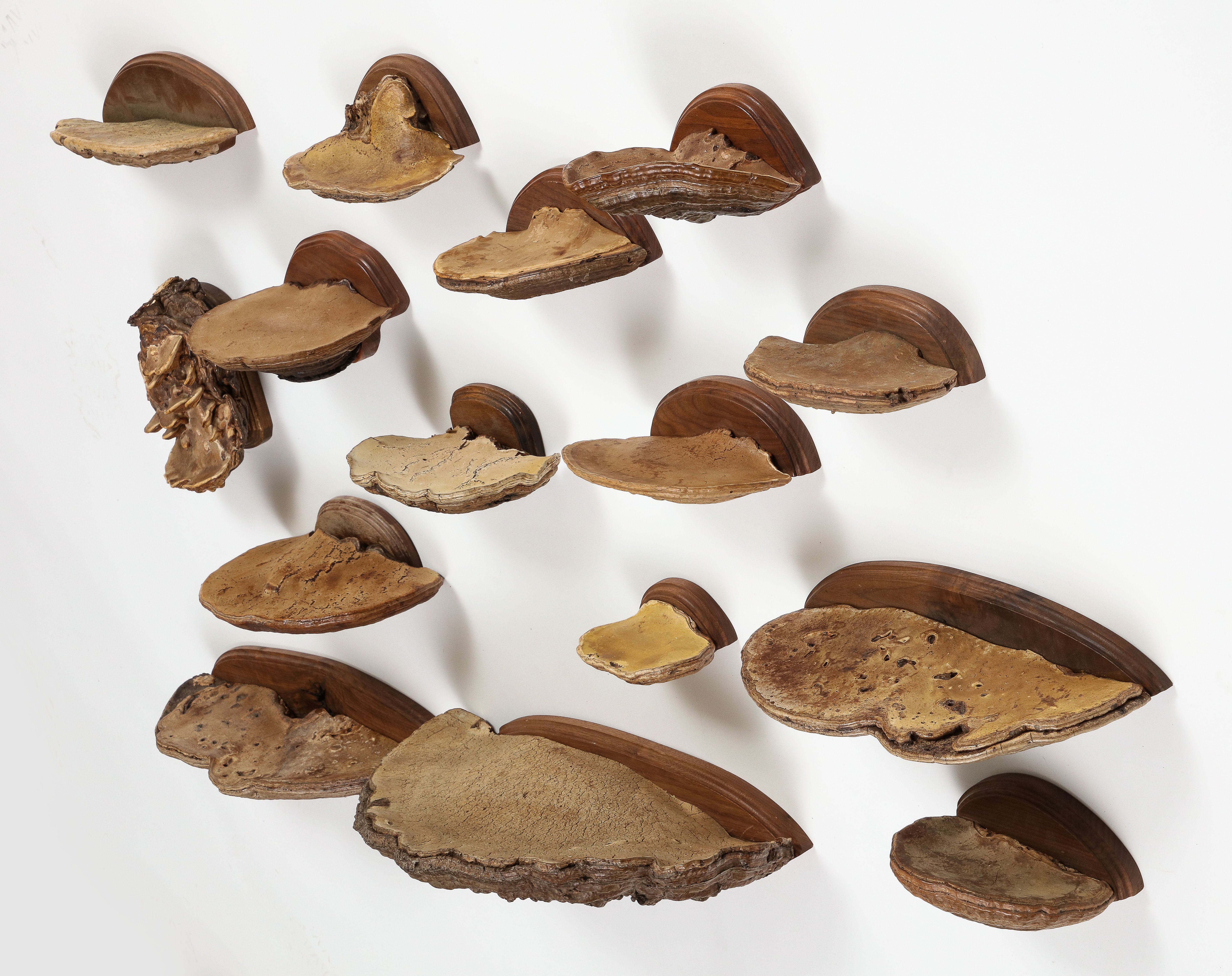 Collection of John Derian Decorative Wall-Mounted Mushrooms. Each mushroom is mounted on a wood oval with hanging hole on the back, an impressive collection to display. 15 pieces in all. 

Assorted dimensions, smallest mushroom is 3