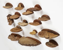Collezione di funghi decorativi da parete di John Derian
