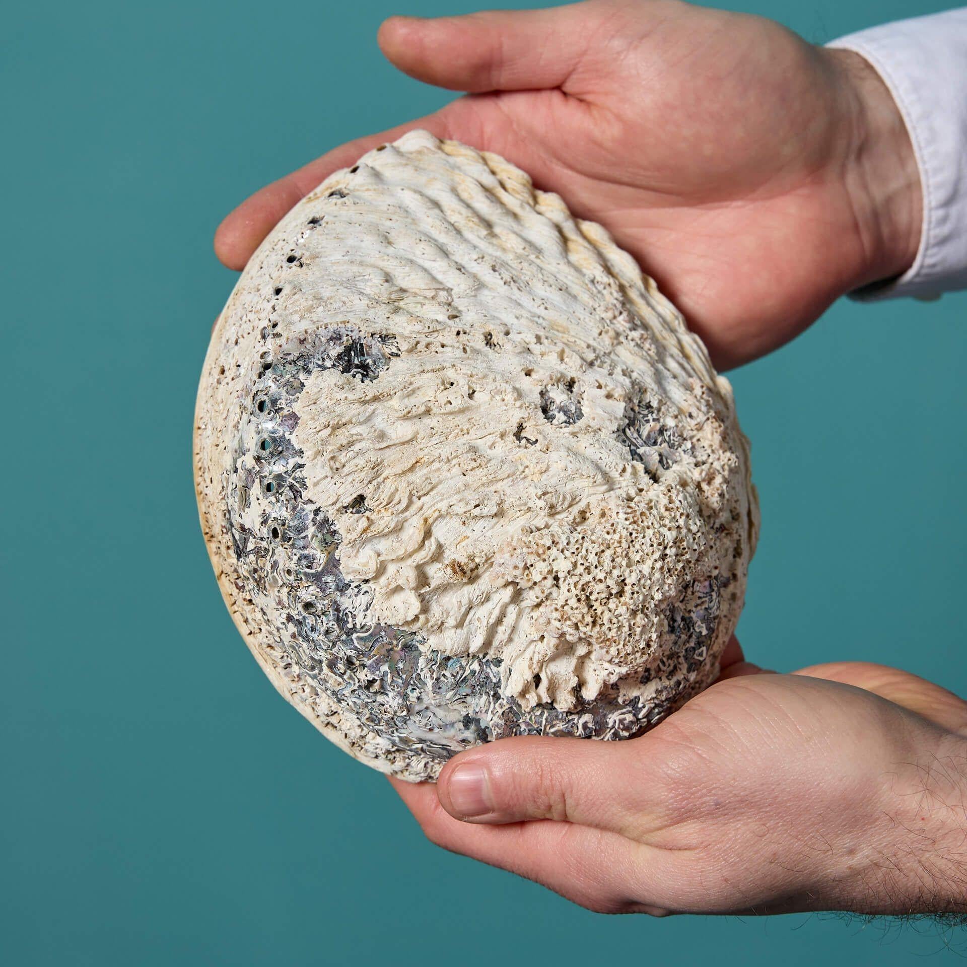 Collection'S di grandi esemplari di conchiglie di abalone in vendita 4