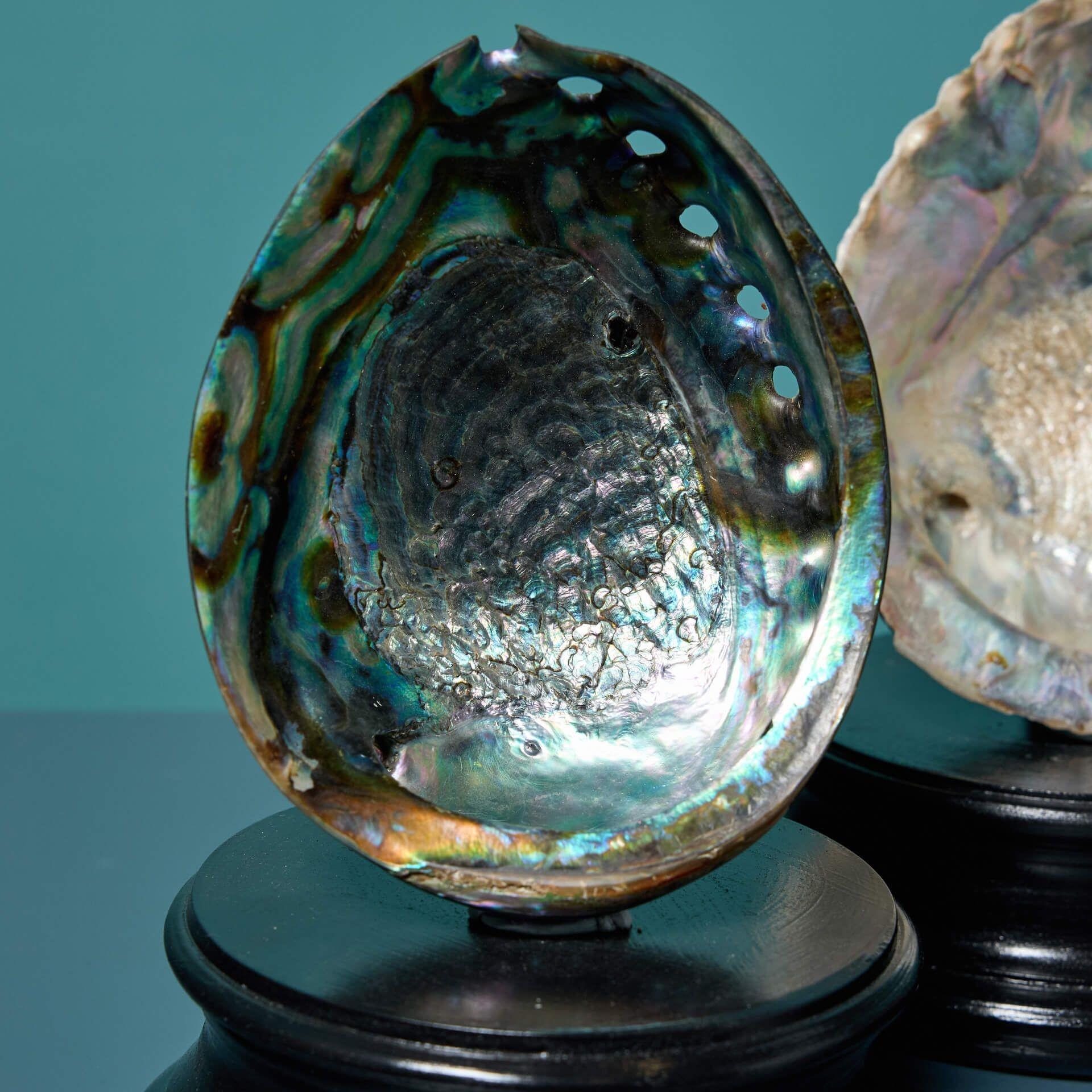Nuova Zelanda Collection'S di grandi esemplari di conchiglie di abalone in vendita