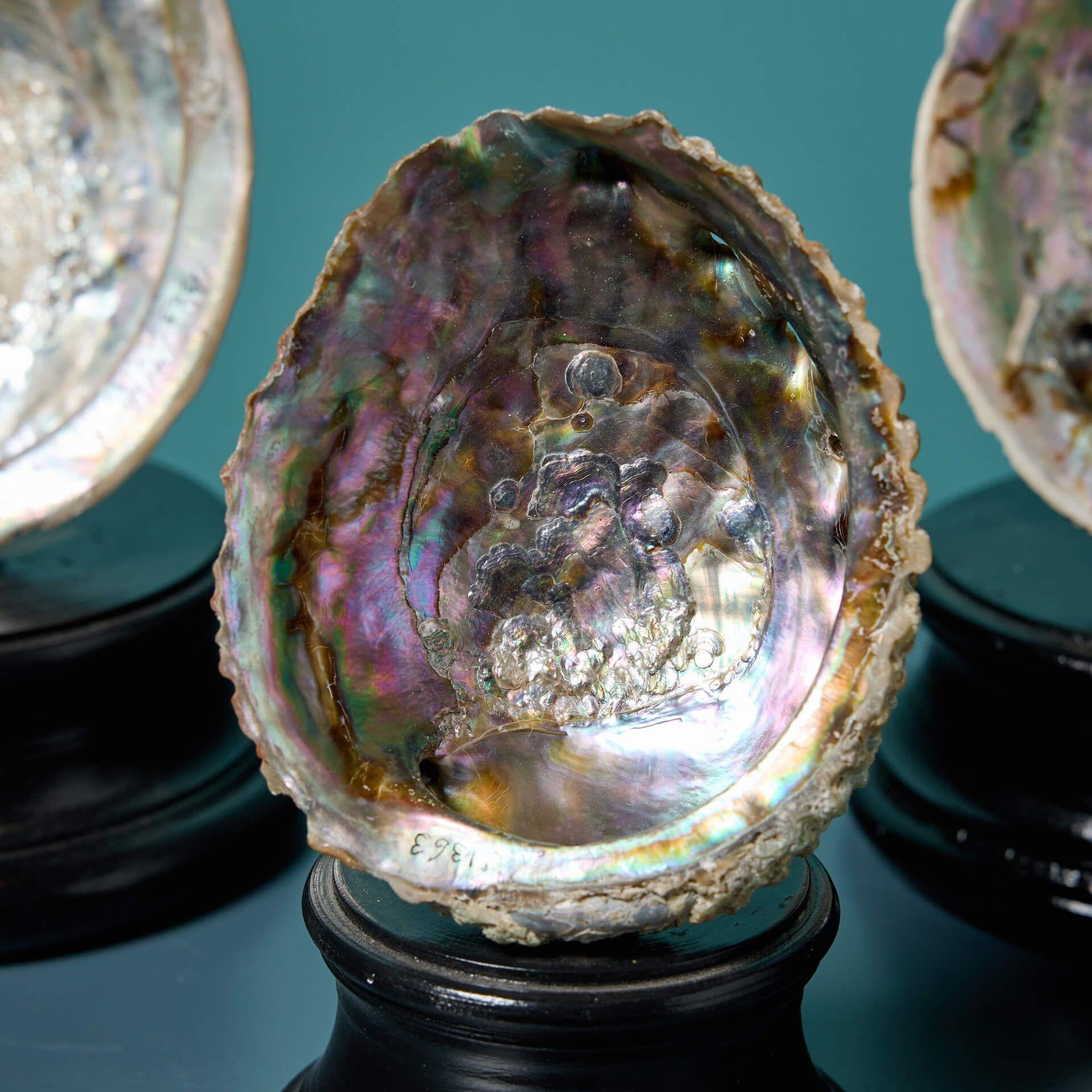 Collection'S di grandi esemplari di conchiglie di abalone In condizioni discrete in vendita a Wormelow, Herefordshire