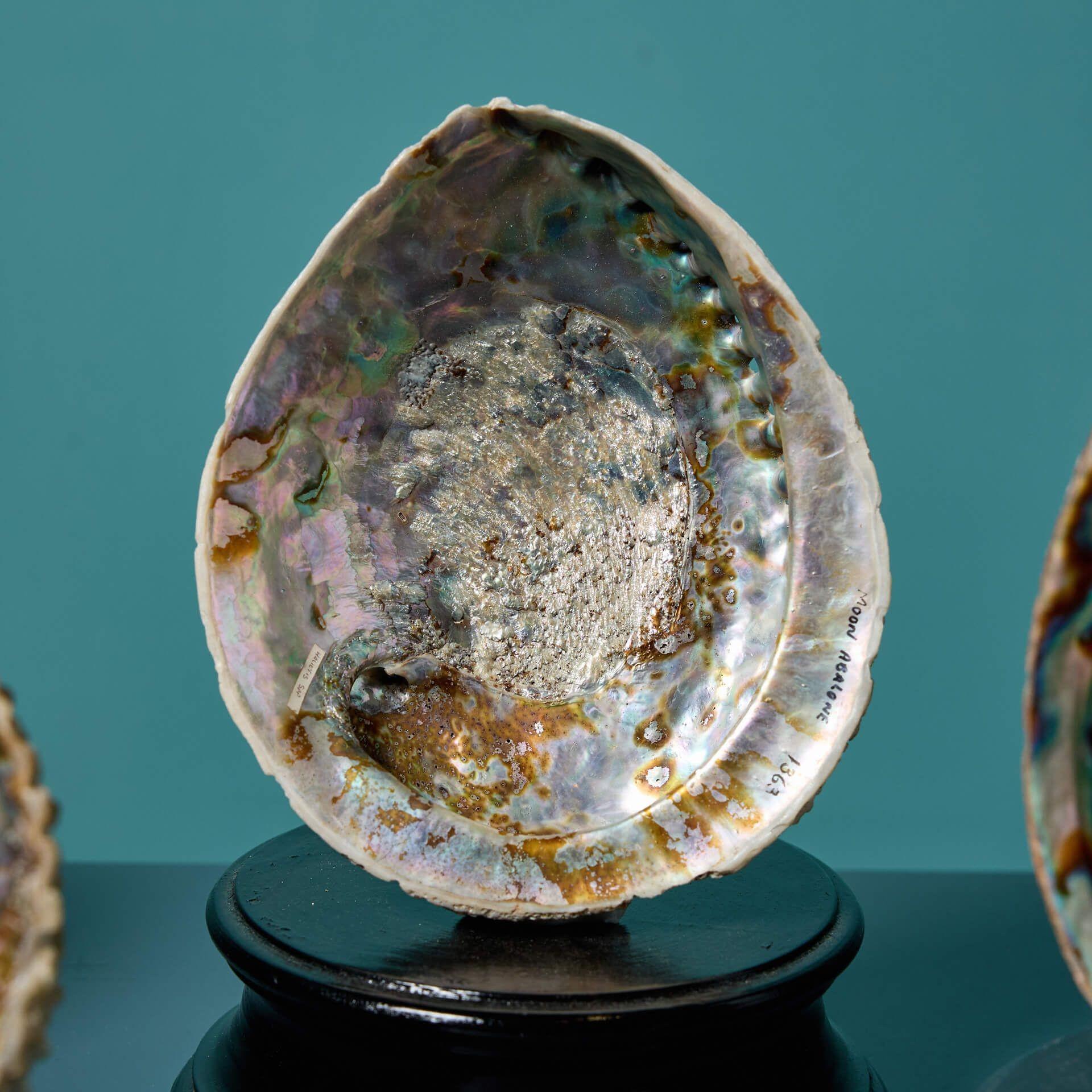 Fino al XVIII secolo Collection'S di grandi esemplari di conchiglie di abalone in vendita