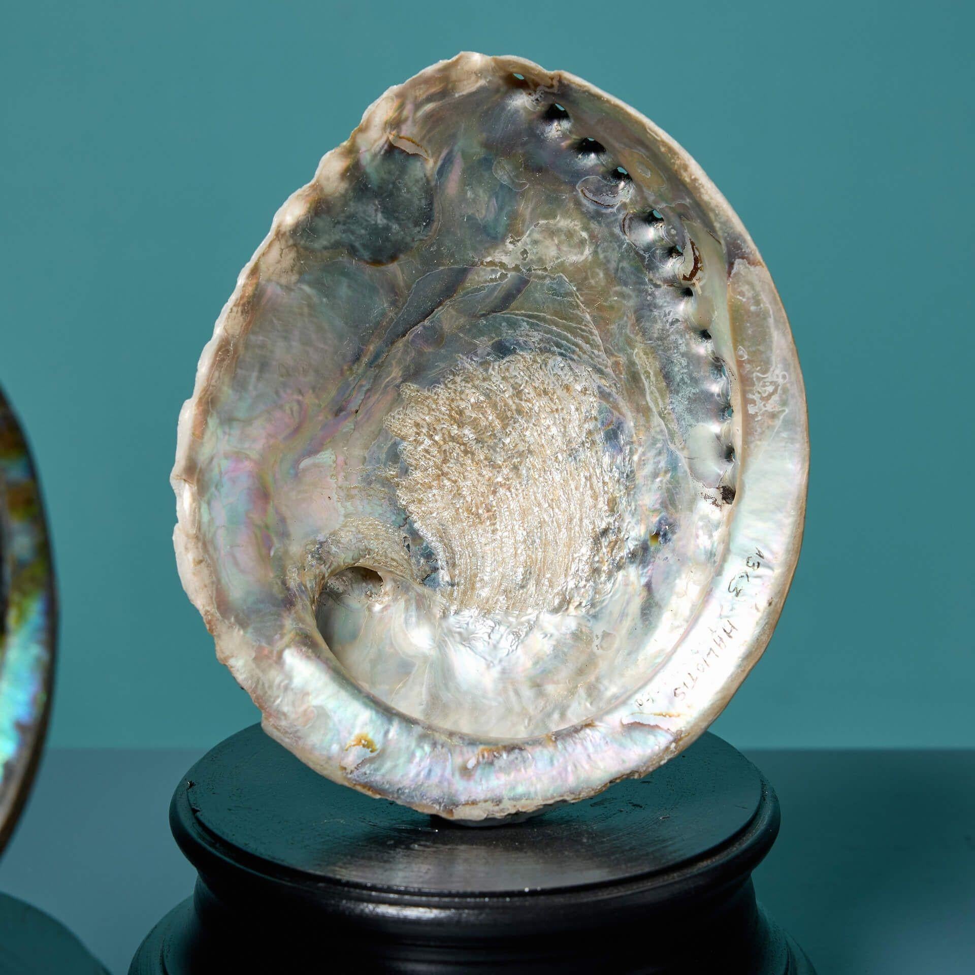 Fibra naturale Collection'S di grandi esemplari di conchiglie di abalone in vendita