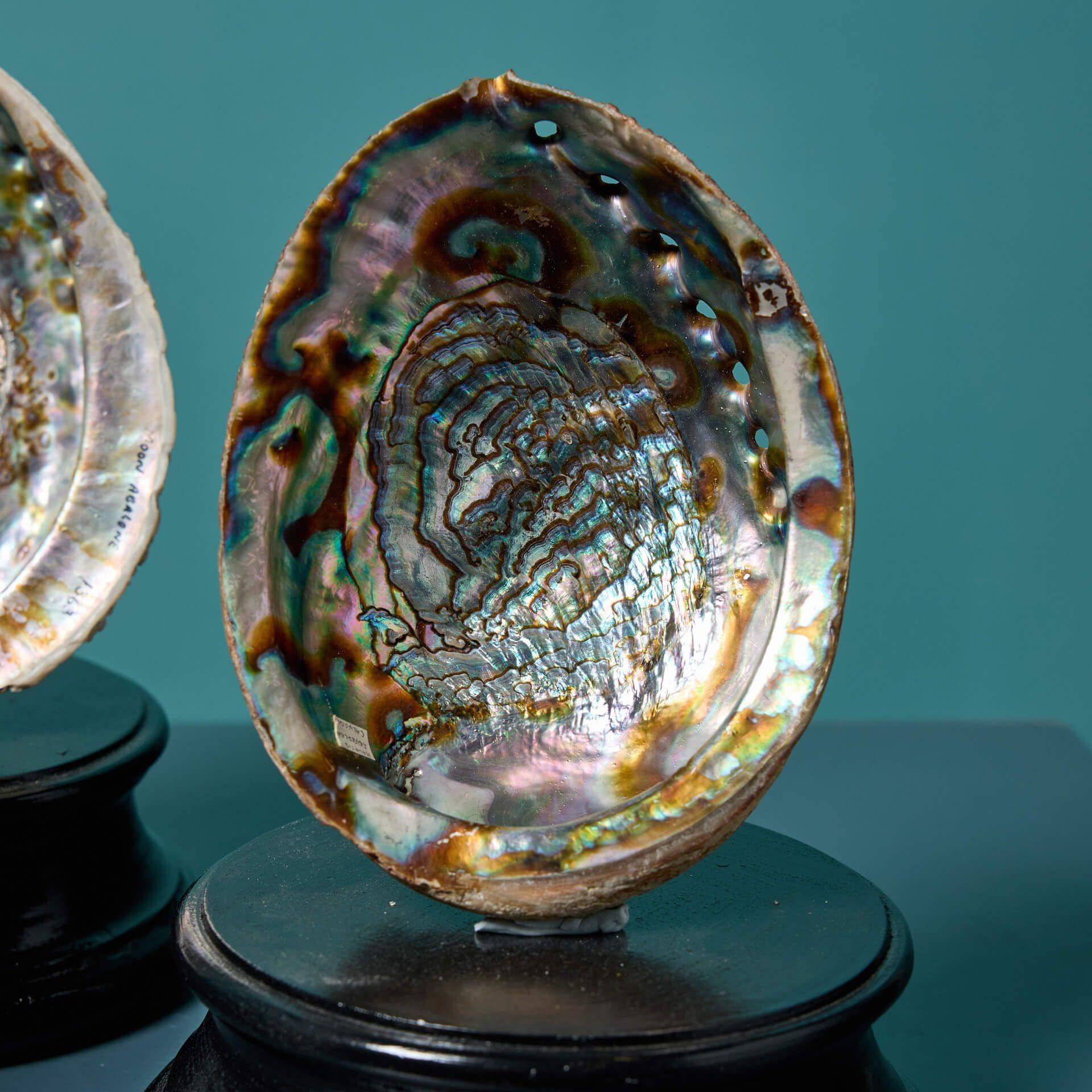 Collection'S di grandi esemplari di conchiglie di abalone in vendita 1