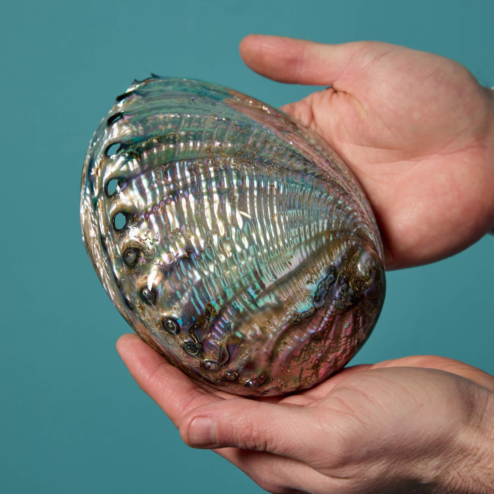 Collection'S di grandi esemplari di conchiglie di abalone in vendita 2