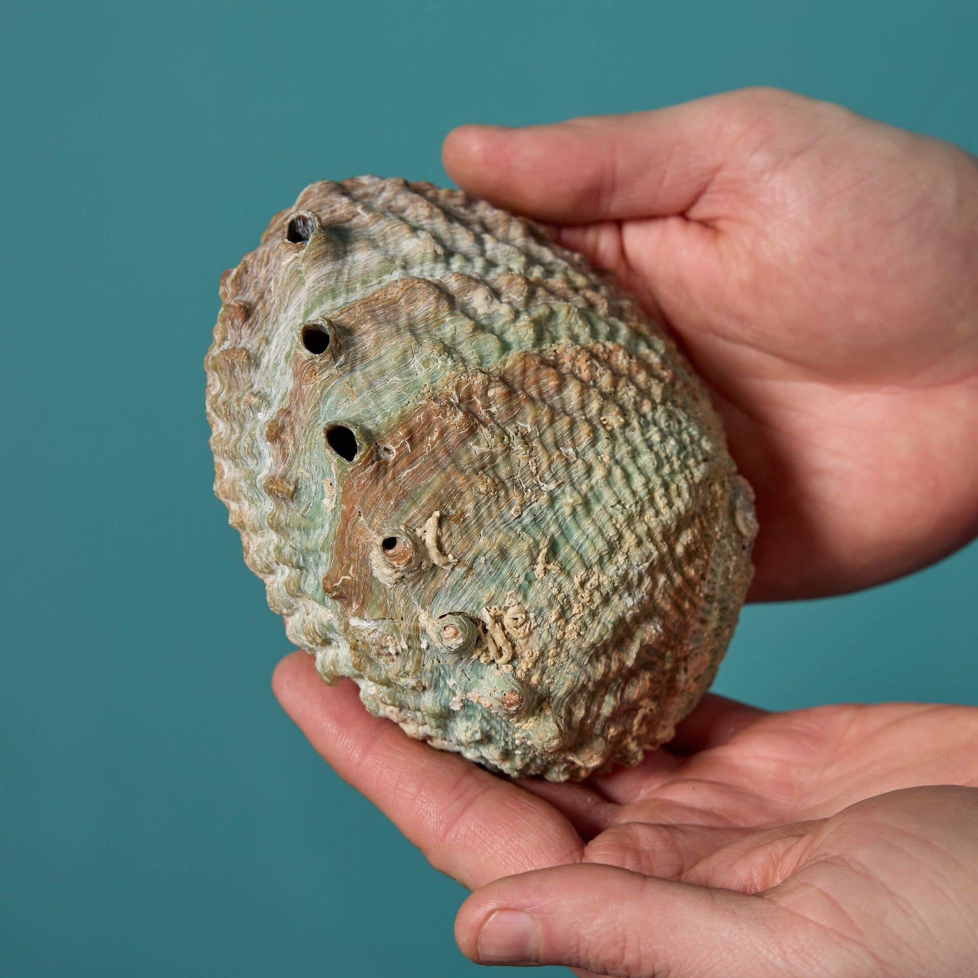 Collection'S di grandi esemplari di conchiglie di abalone in vendita 3