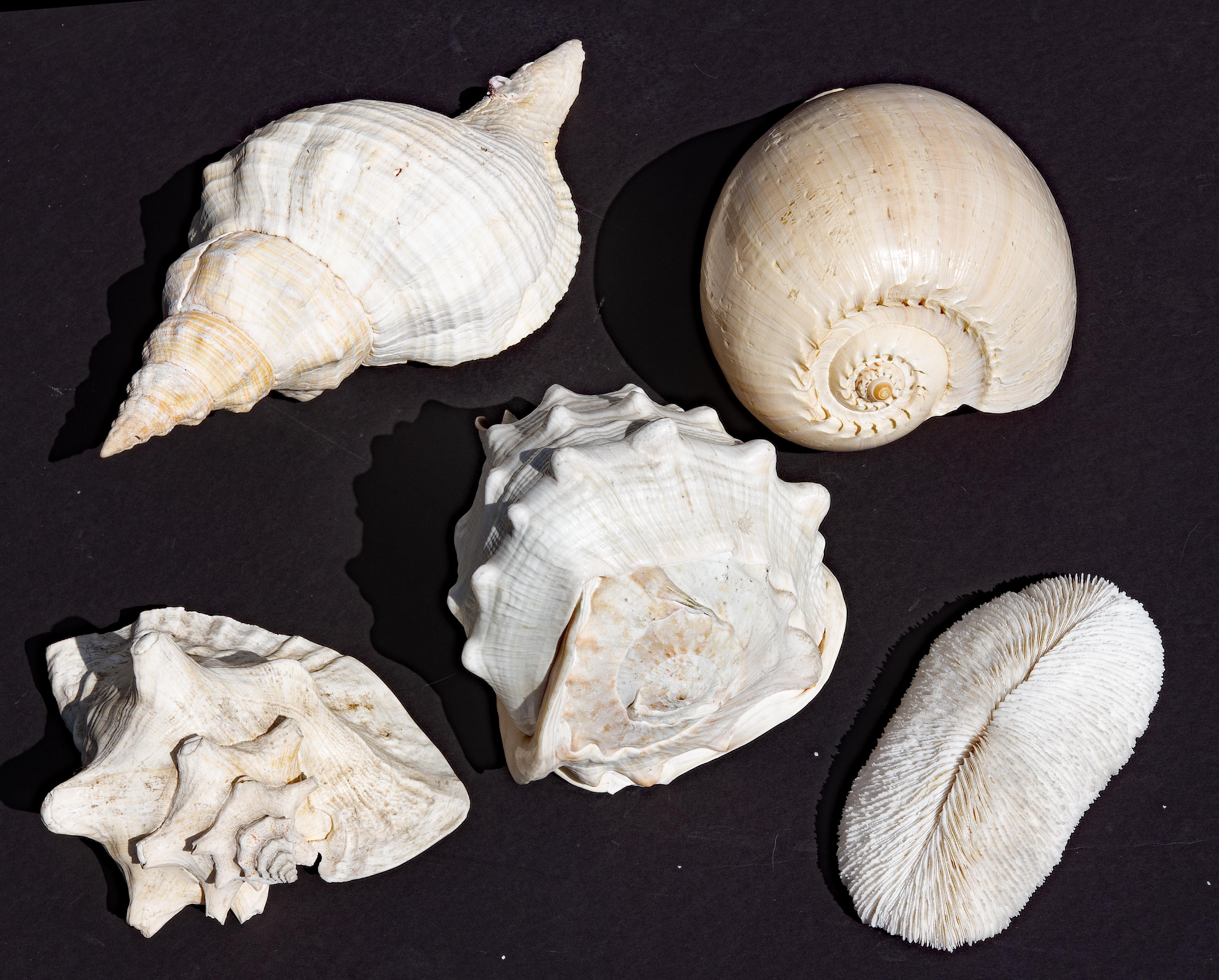 Collezione di quattro grandi conchiglie e un pezzo di corallo.