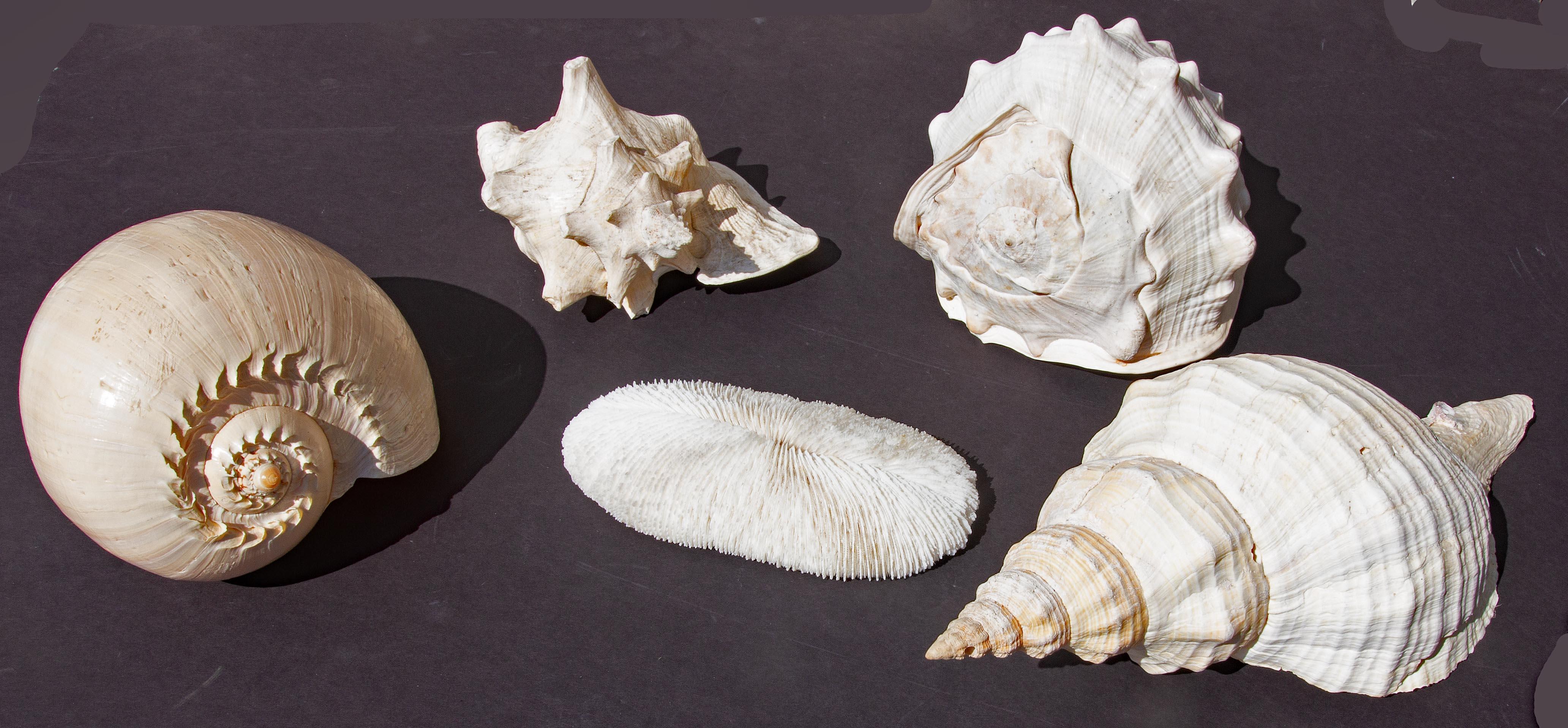 Collection'S di conchiglie di grandi dimensioni In condizioni buone in vendita a Rochester, NY