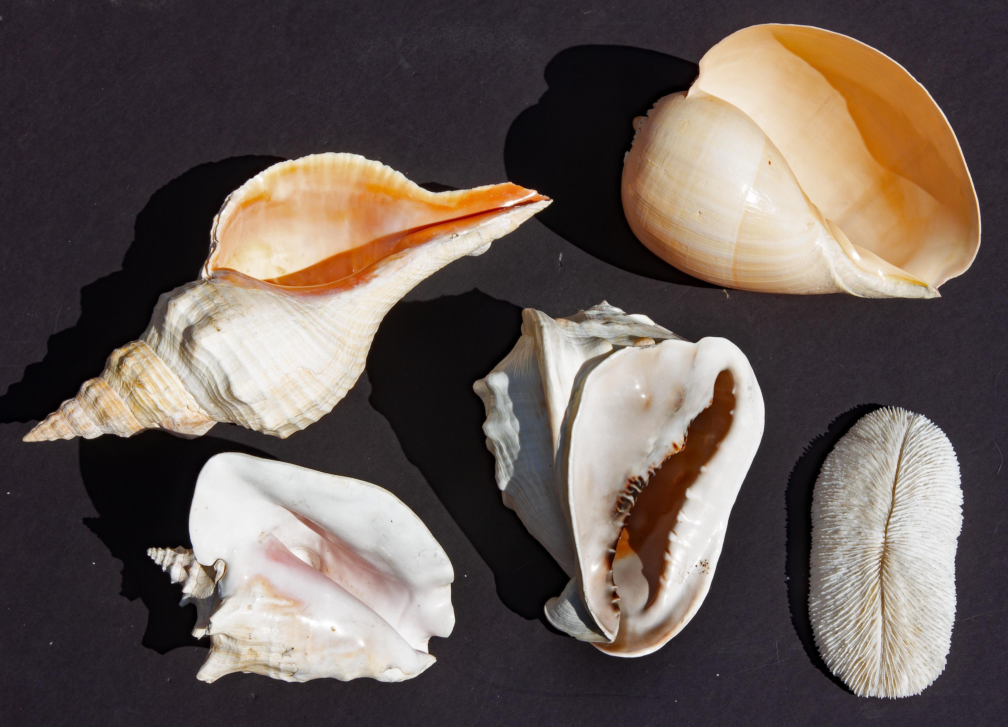 XX secolo Collection'S di conchiglie di grandi dimensioni in vendita