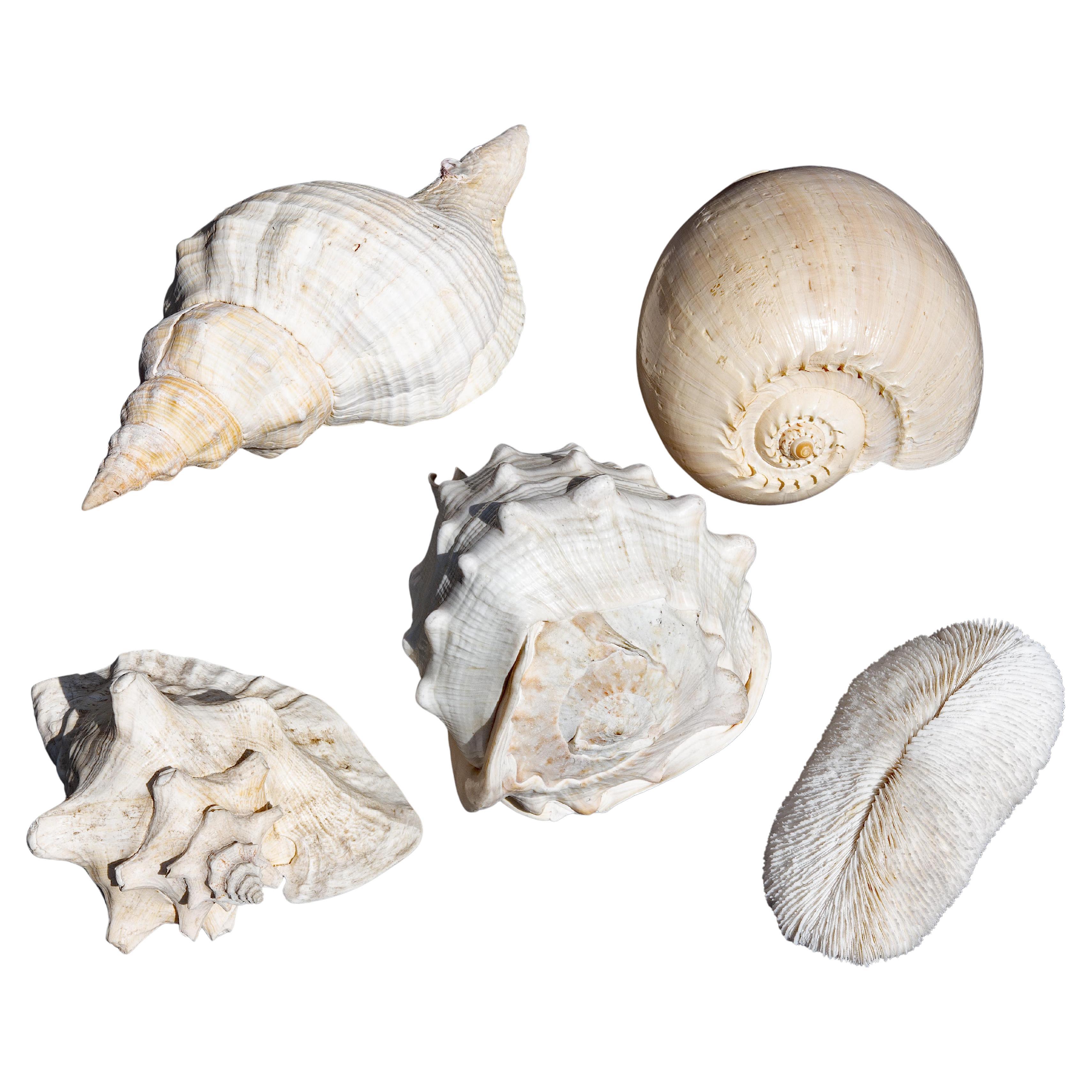 Collection'S di conchiglie di grandi dimensioni in vendita