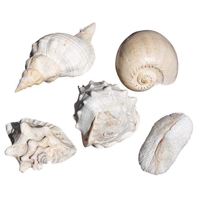Massive Conch Shell at 1stDibs | how much is a conch shell worth, how ...