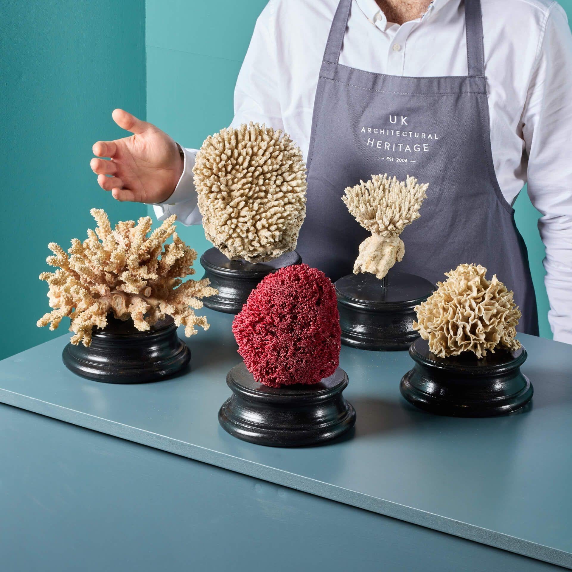 A decorative group of large mounted natural coral specimens displayed on our medium painted plaster plinths for display. Included in the collection is red pipe organ coral, acropora coral and lettuce coral. Formed by nature over hundreds of years,