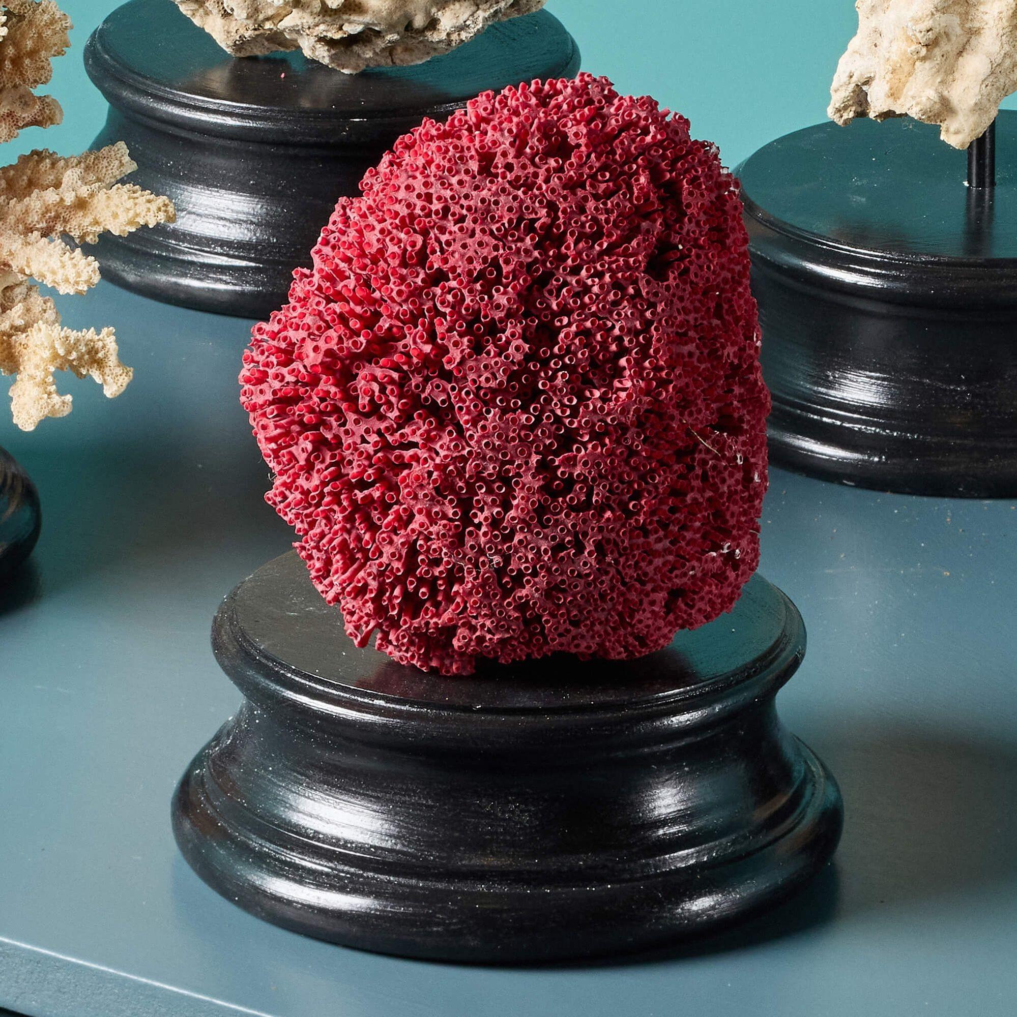 Collection of Large Mounted Natural Coral Specimens In Fair Condition For Sale In Wormelow, Herefordshire