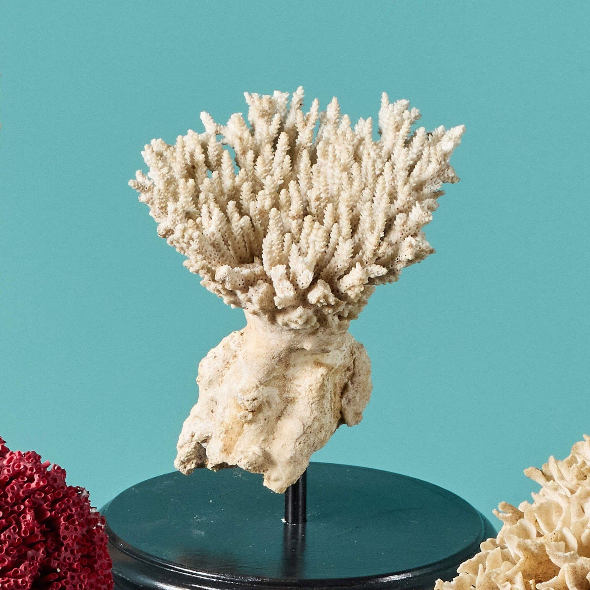 18th Century and Earlier Collection of Large Mounted Natural Coral Specimens For Sale