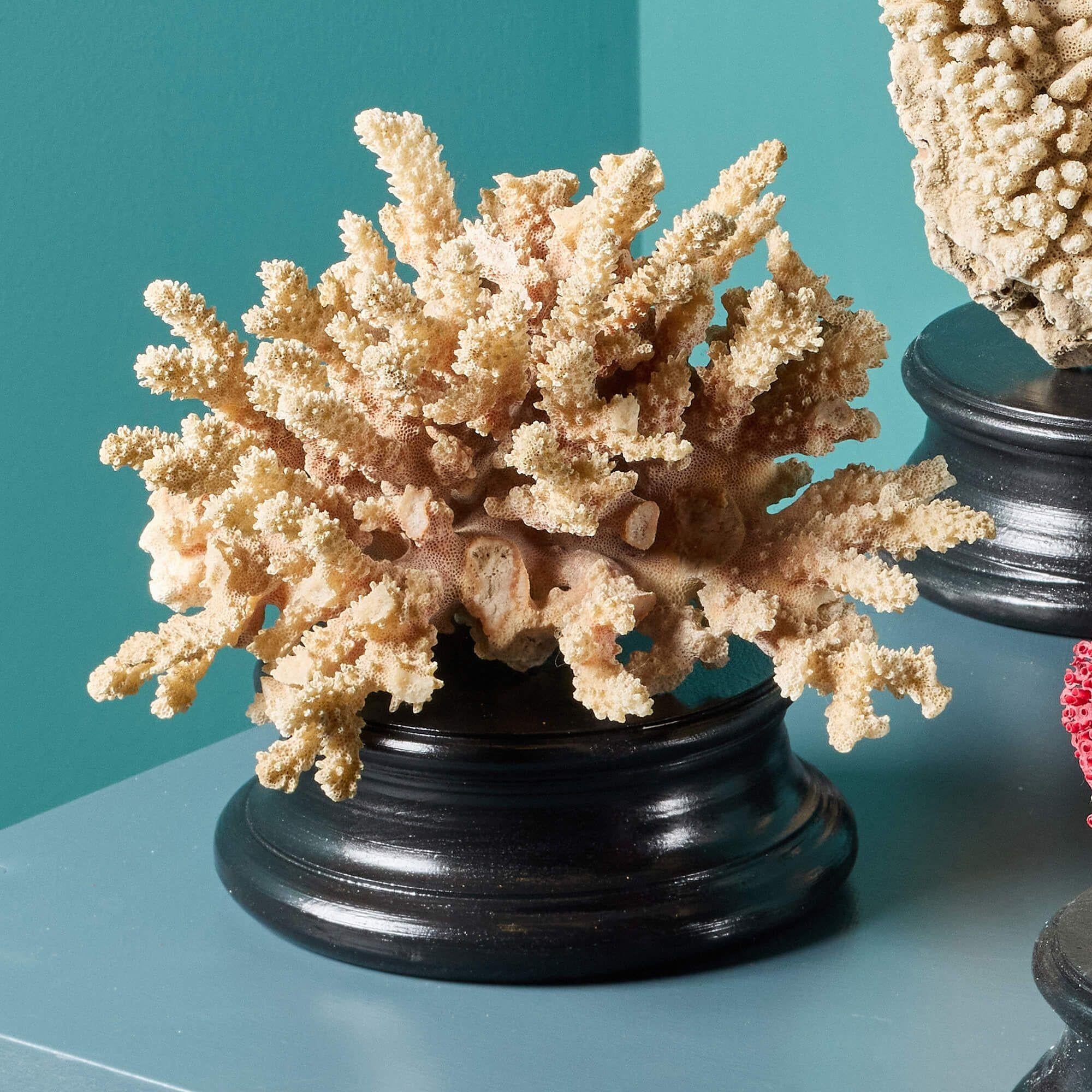 Collection of Large Mounted Natural Coral Specimens For Sale 1