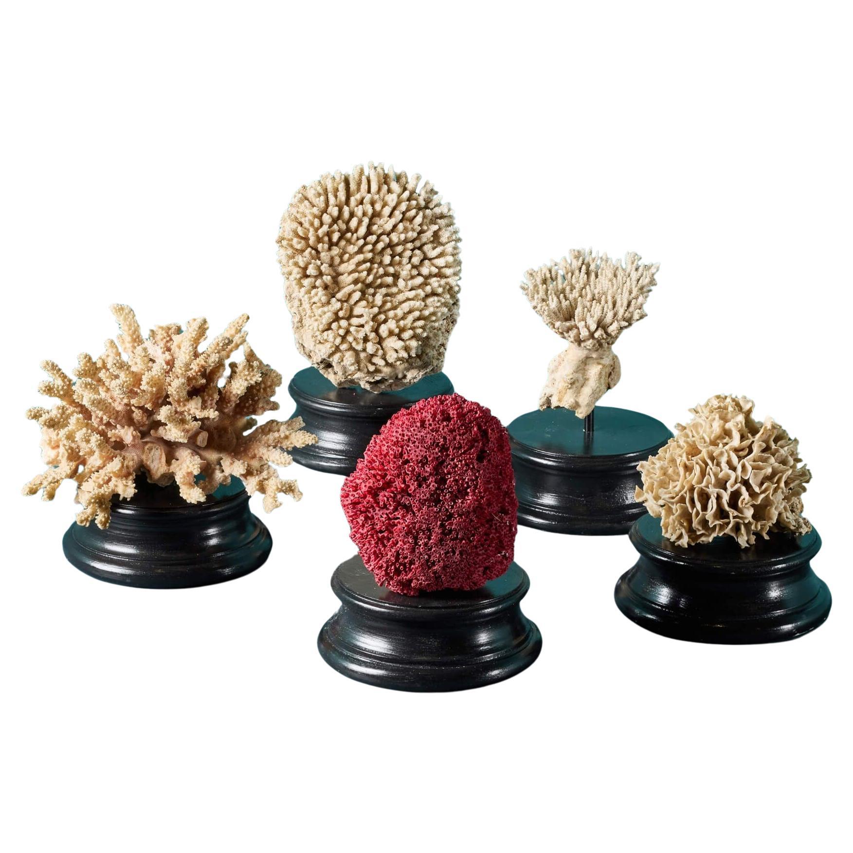 Collection of Large Mounted Natural Coral Specimens For Sale