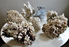 Collection of Large Old Coral Specimens
