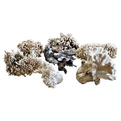 Antique Collection of Large Old Coral Specimens