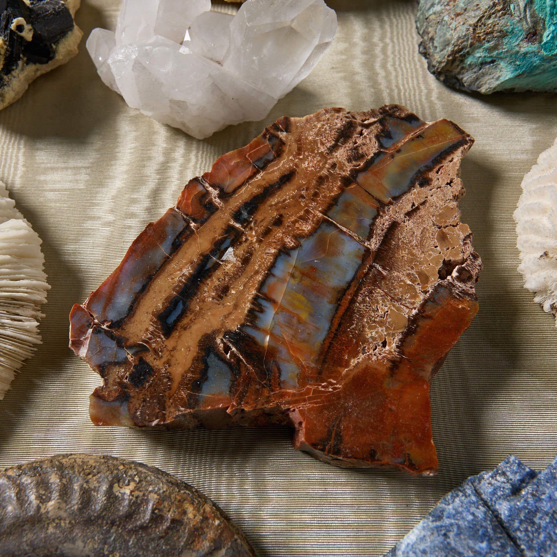 Britannico Collection'S di esemplari di Nature in un'antica custodia in vendita