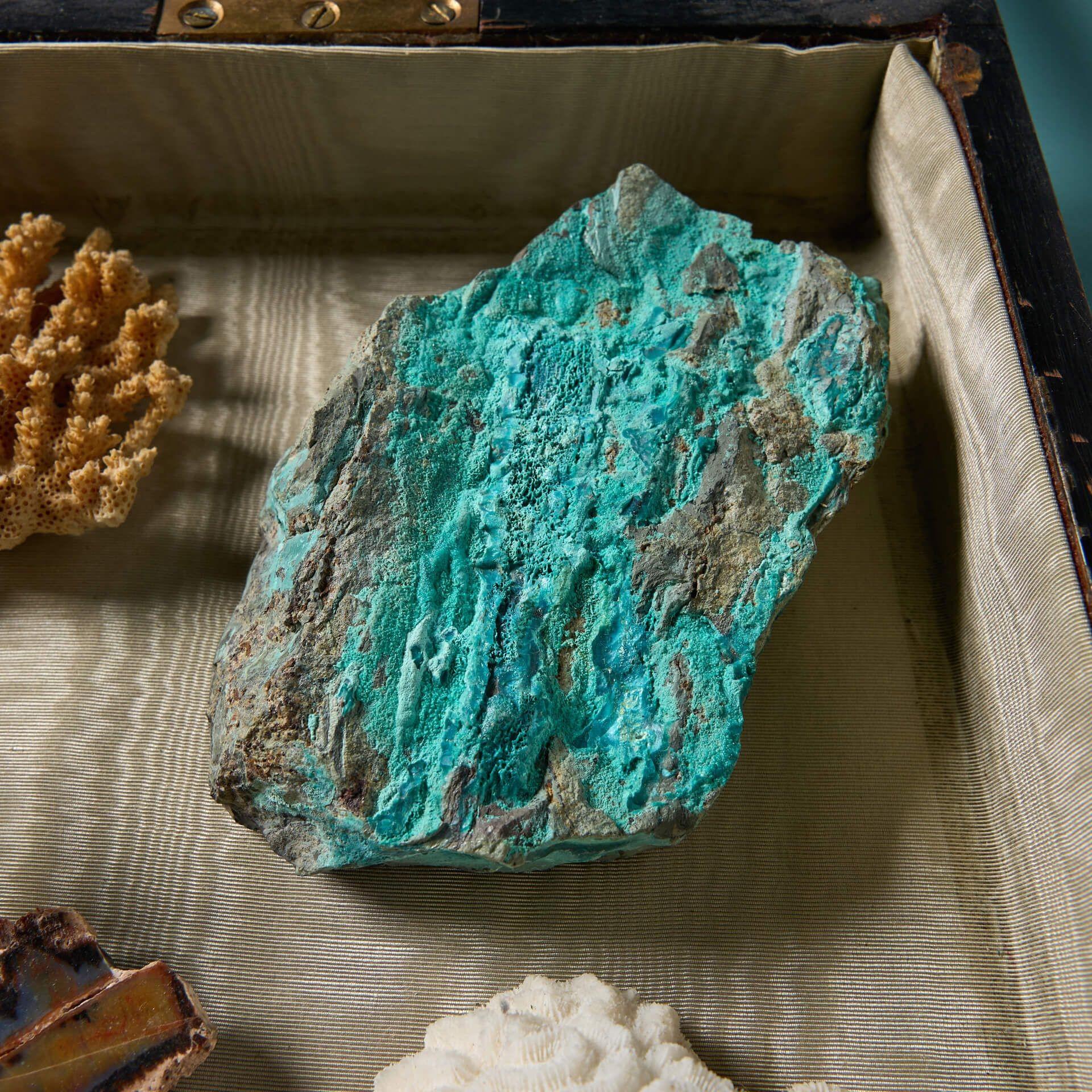 Collection'S di esemplari di Nature in un'antica custodia in vendita 2