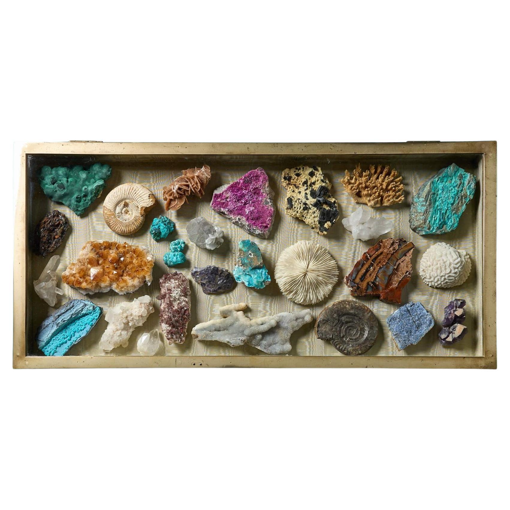 Collection of Natural History Specimens in Antique Case For Sale