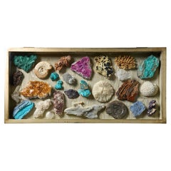 Collection of Natural History Specimens in Antique Case