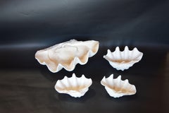 Collection of Natural Large and Medium Sized Seashells