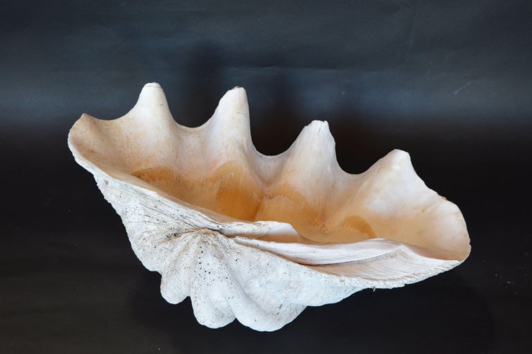 Collection of Natural Large and Medium Sized Seashells For Sale at 1stDibs