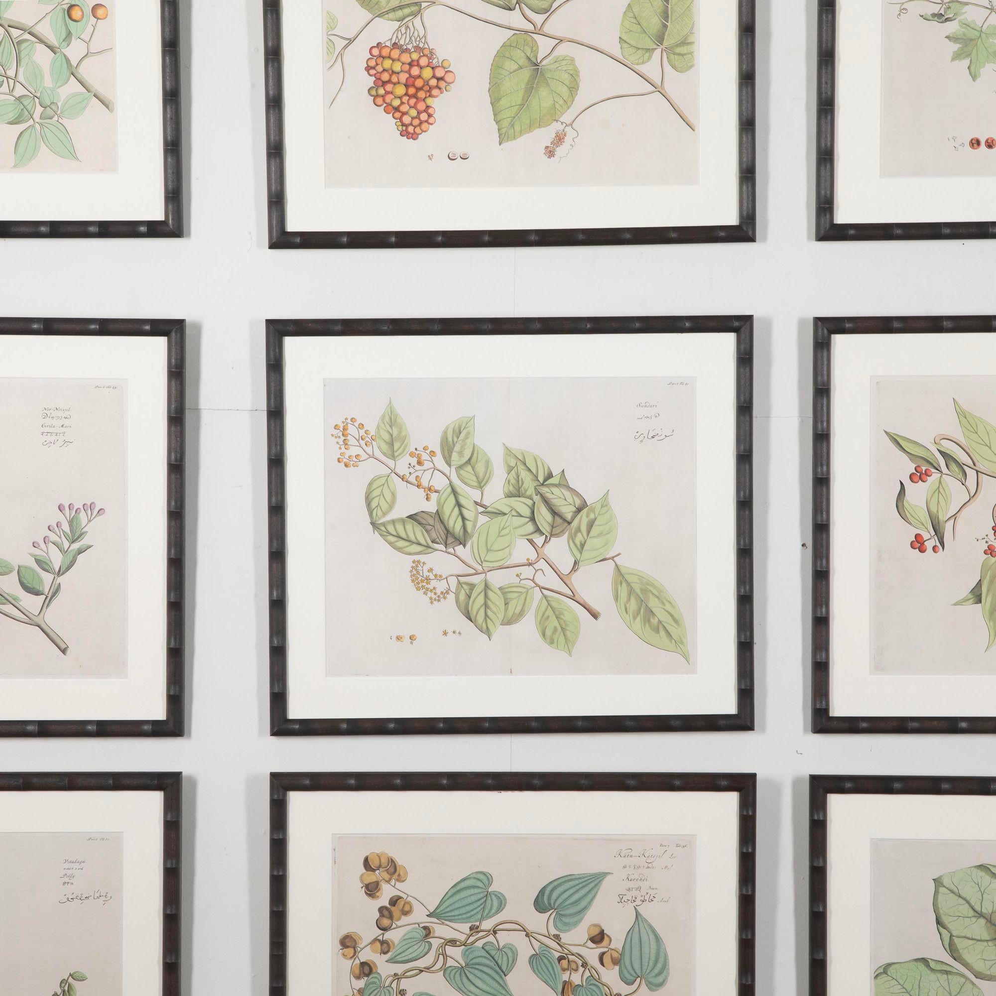 European Collection of Nine 17th Century Dutch Botanical Engravings For Sale