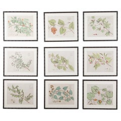 The Collective of Nine Dutch 17th Century Botanical Engravings (Collection de neuf gravures botaniques hollandaises du 17e siècle)