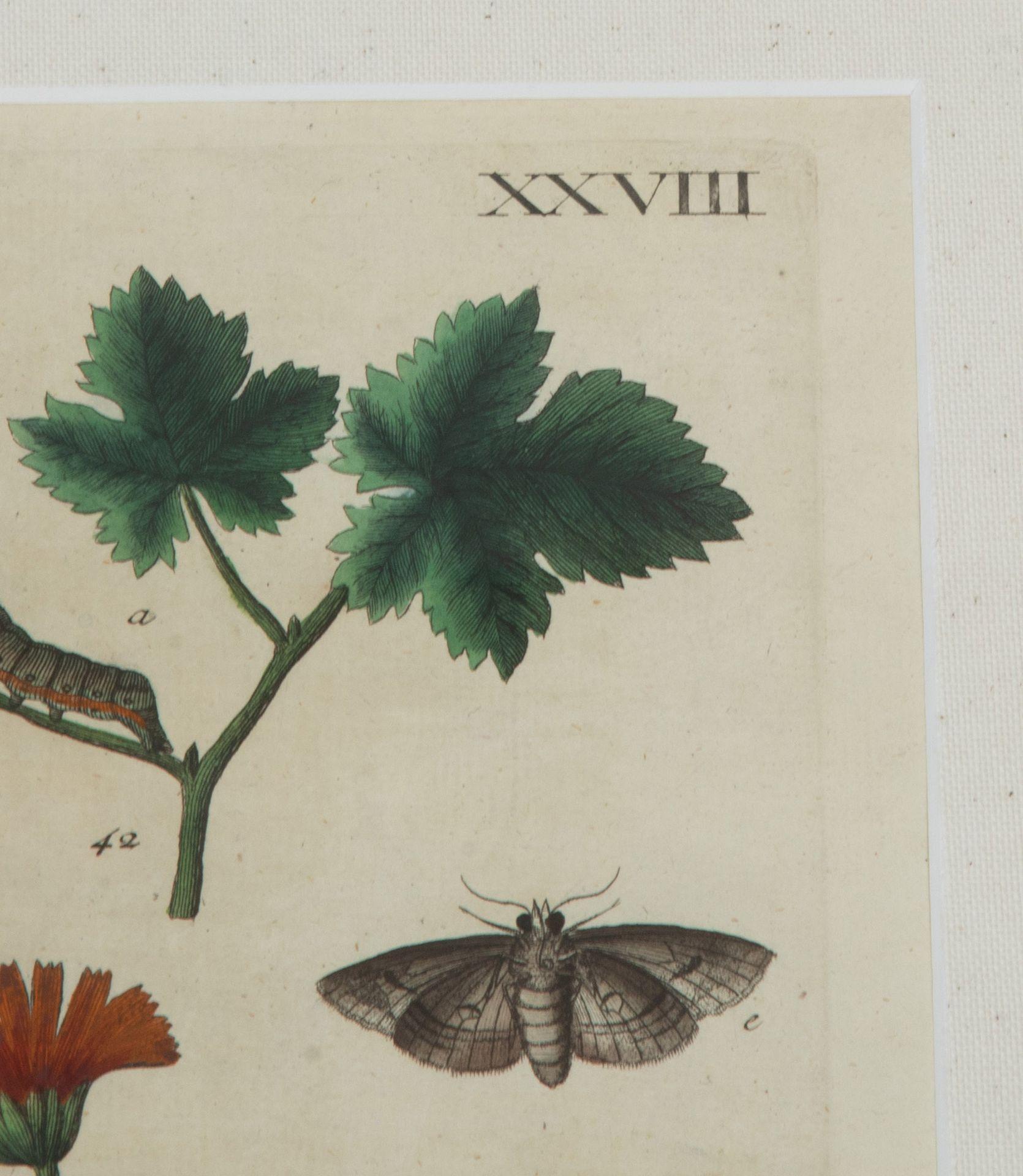 Collection'S von neun Schmetterlingsstichen des 18. Jahrhunderts von Eleazer Albin im Angebot 4