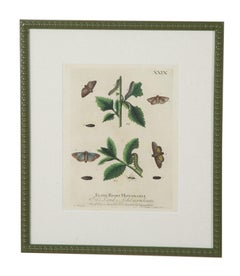 Collection of Nine 18th Century Butterfly Engravings by Eleazer Albin