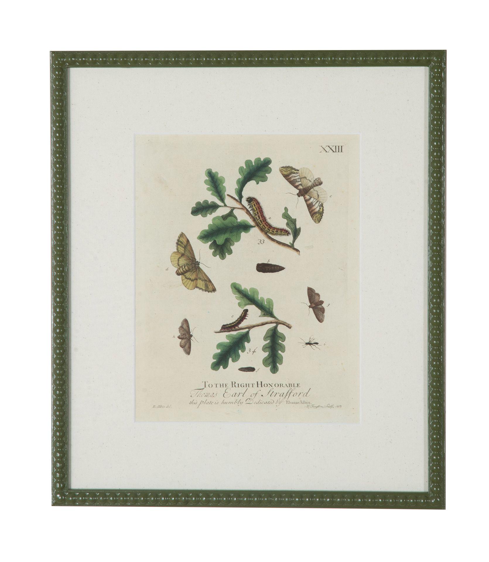 Collection'S von neun Schmetterlingsstichen des 18. Jahrhunderts von Eleazer Albin (Englisch) im Angebot
