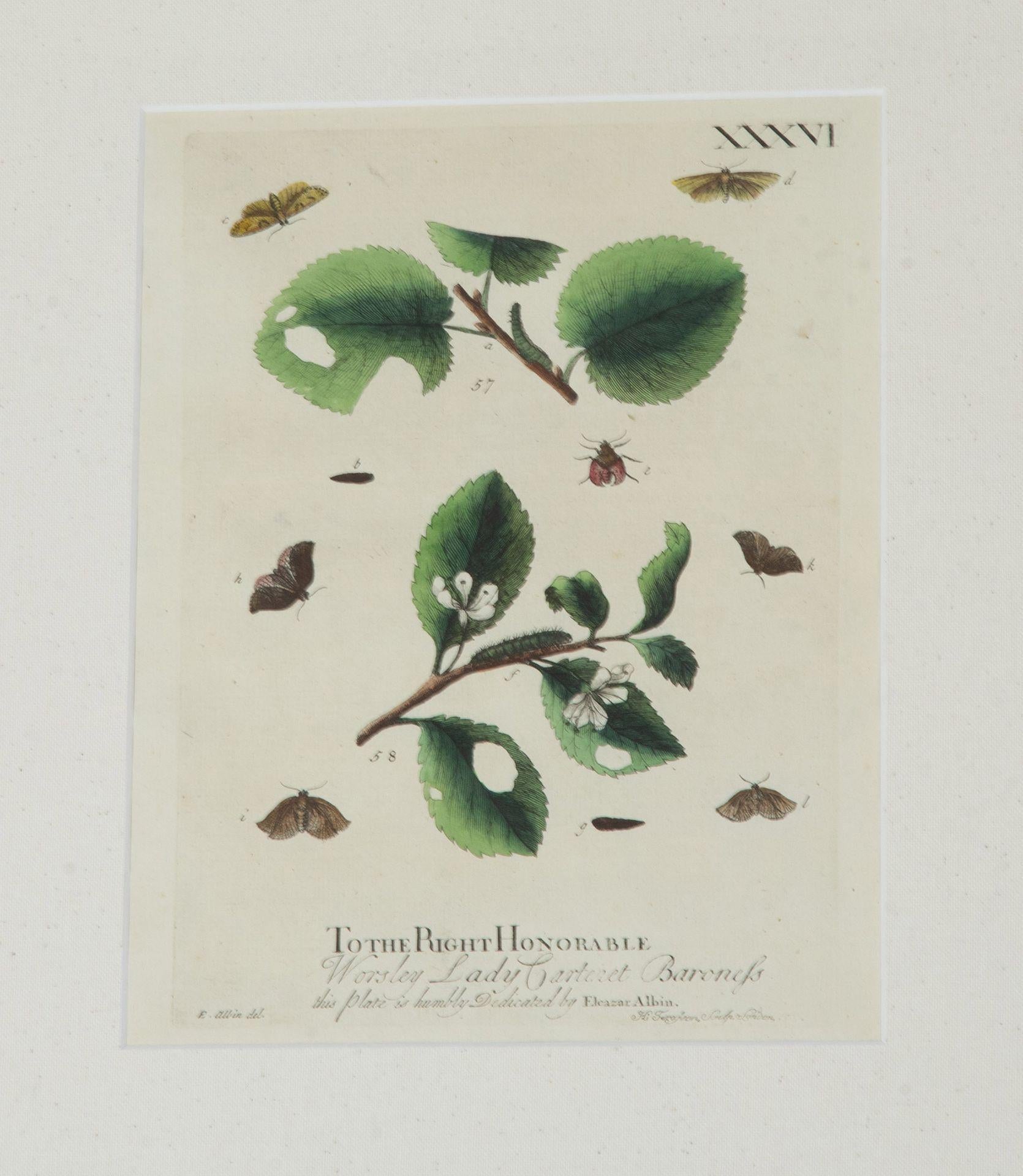 Collection'S von neun Schmetterlingsstichen des 18. Jahrhunderts von Eleazer Albin im Zustand „Gut“ im Angebot in Tetbury, Gloucestershire