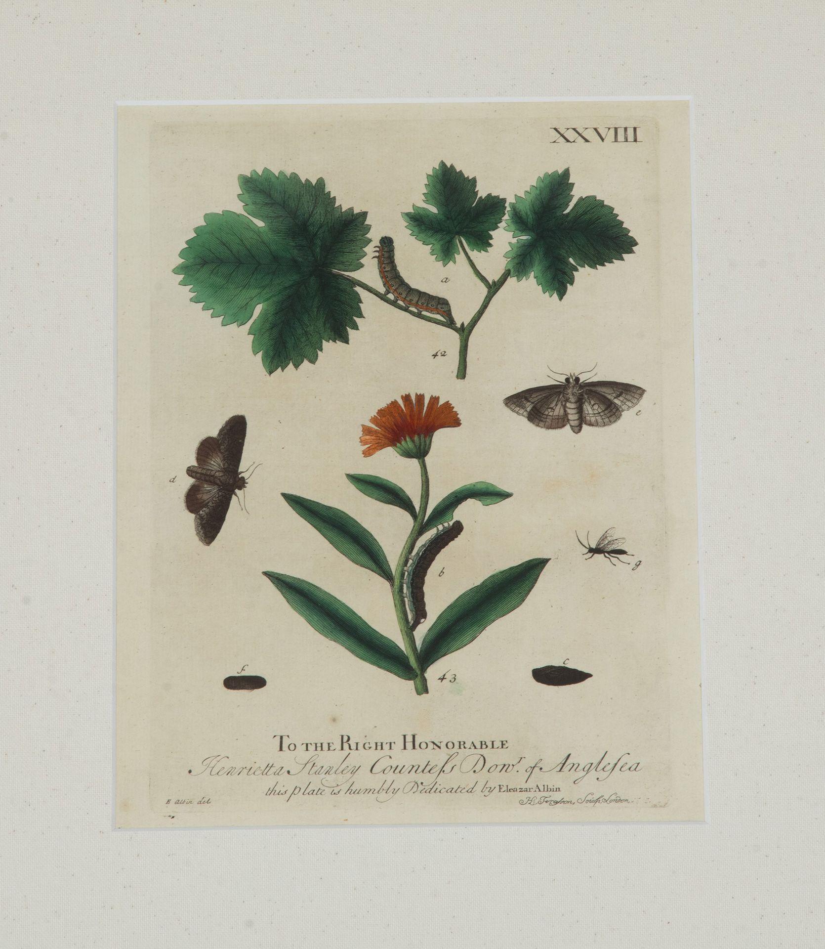 Collection'S von neun Schmetterlingsstichen des 18. Jahrhunderts von Eleazer Albin (18. Jahrhundert und früher) im Angebot