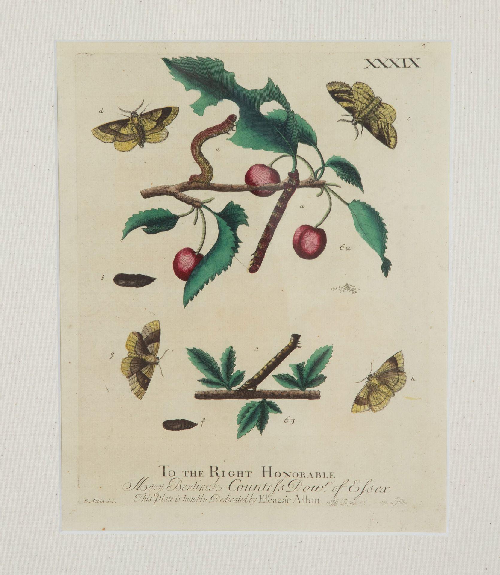 Collection'S von neun Schmetterlingsstichen des 18. Jahrhunderts von Eleazer Albin (Papier) im Angebot