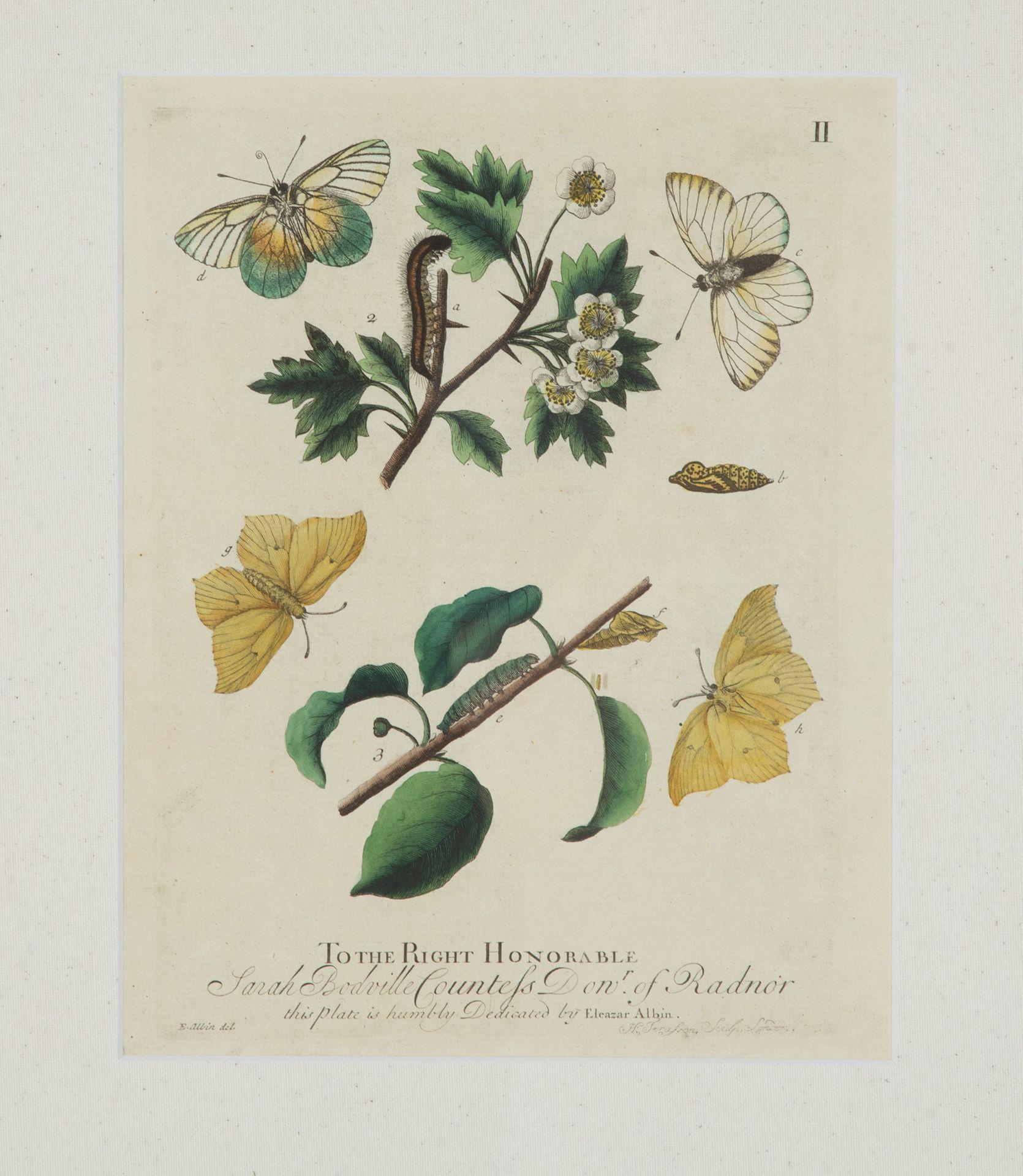 Collection'S von neun Schmetterlingsstichen des 18. Jahrhunderts von Eleazer Albin im Angebot 1