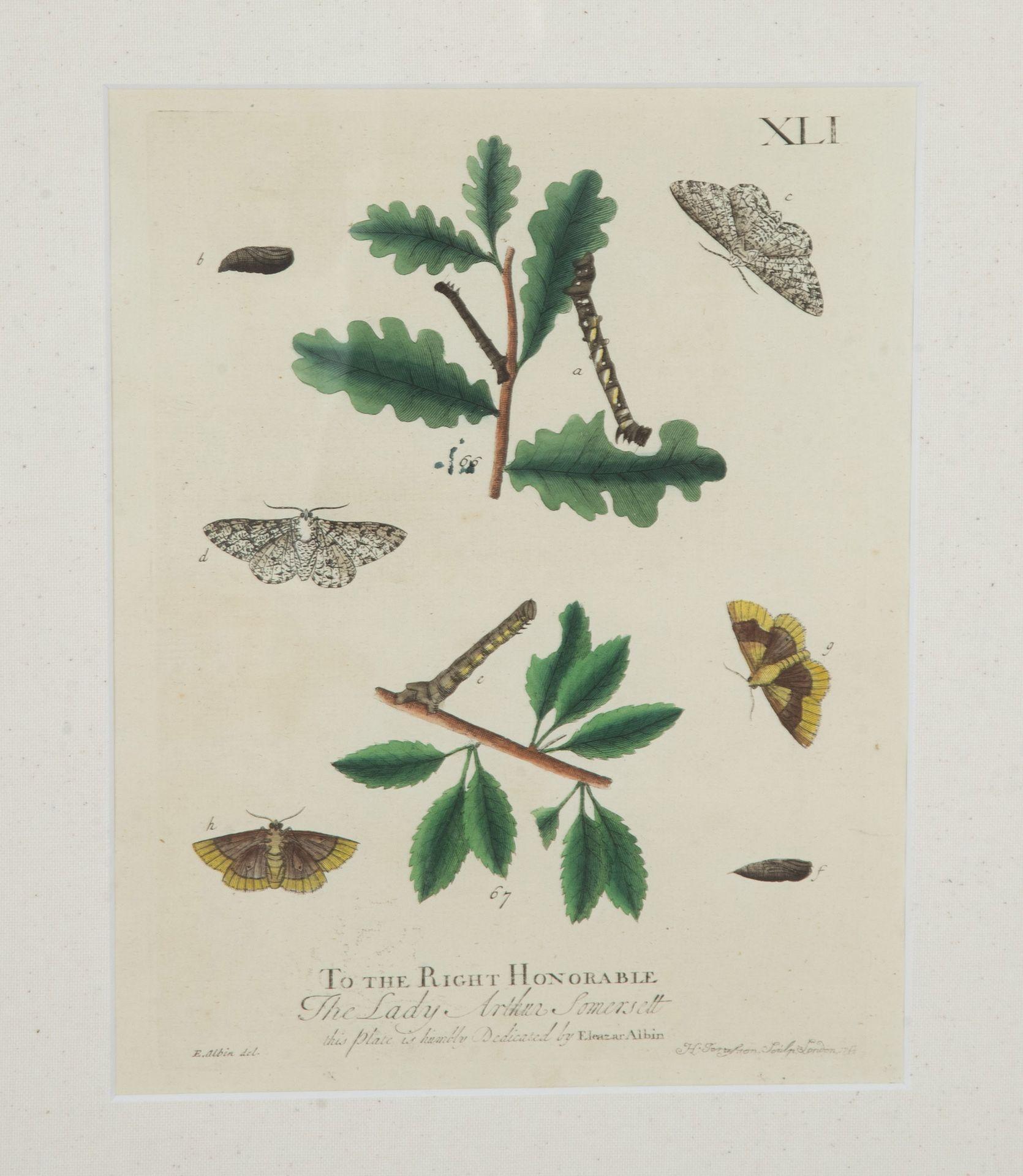Collection'S von neun Schmetterlingsstichen des 18. Jahrhunderts von Eleazer Albin im Angebot 2