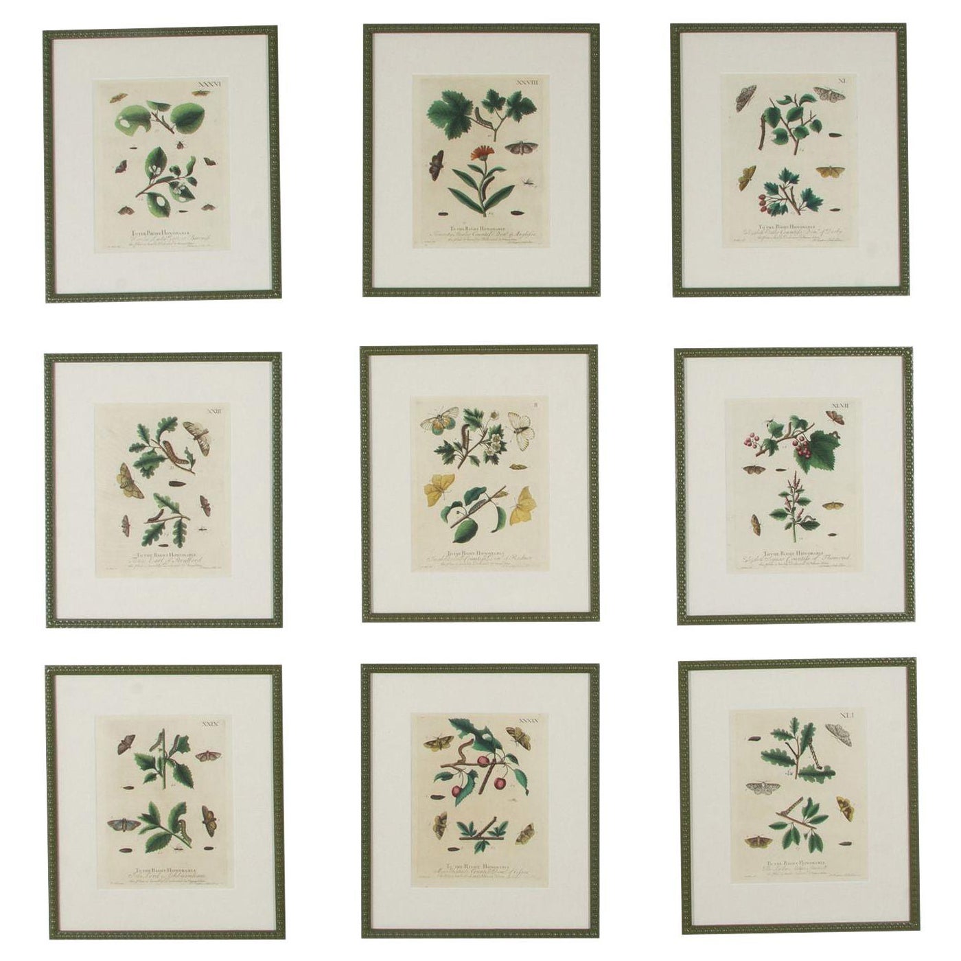 Collection'S di nove incisioni di farfalle del XVIII secolo di Eleazer Albin