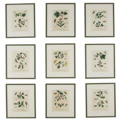 Collection of Nine 18th Century Butterfly Engravings by Eleazer Albin