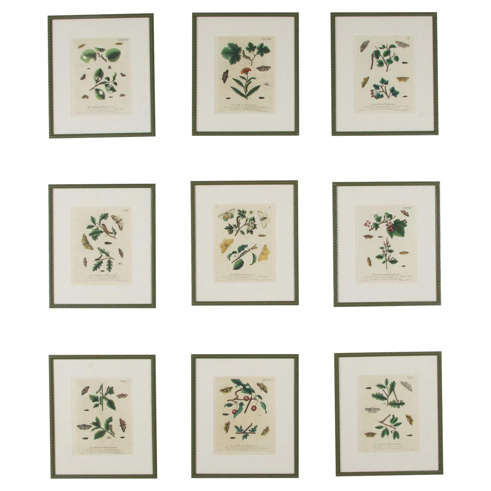 Collection'S von neun Schmetterlingsstichen des 18. Jahrhunderts von Eleazer Albin im Angebot