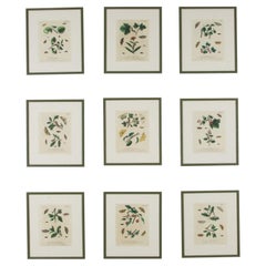 Collection'S von neun Schmetterlingsstichen des 18. Jahrhunderts von Eleazer Albin