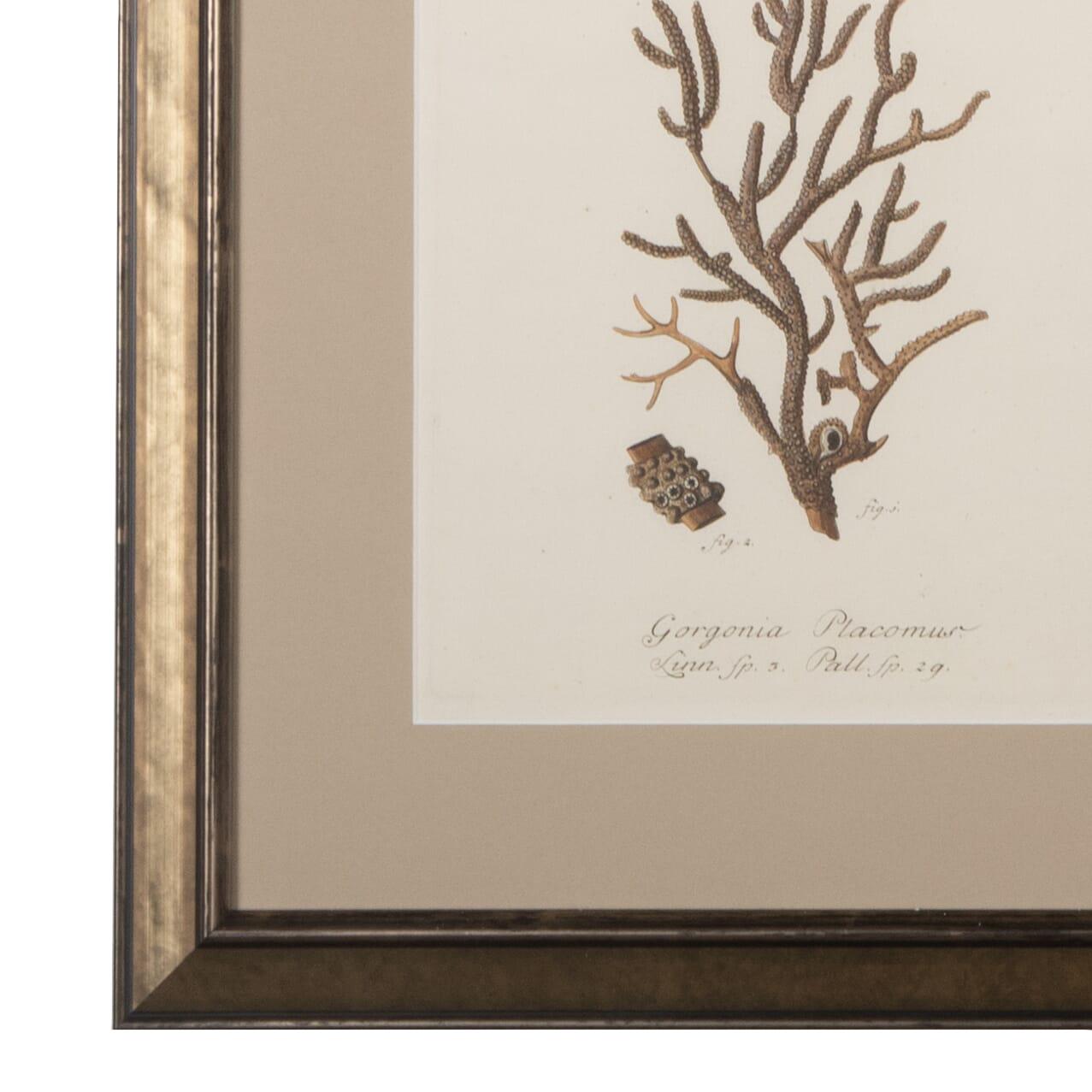 Sammlung von neun Korallenstichen aus dem 18. Jahrhundert.
Montiert und gerahmt in italienischen Holzrahmen. 
CIRCA 1780.