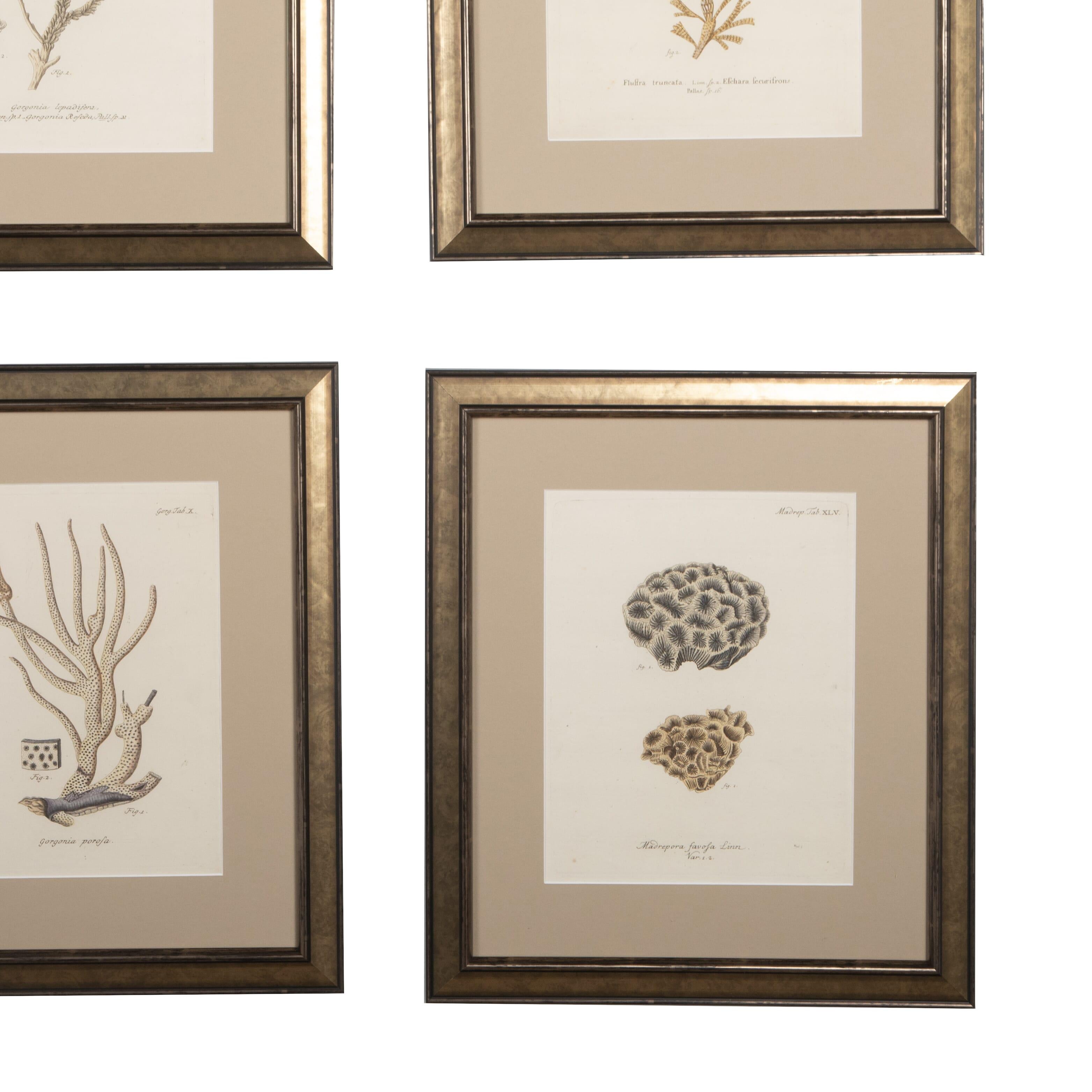 Collection of Nine 18th Century Coral Engravings In Good Condition For Sale In Tetbury, Gloucestershire